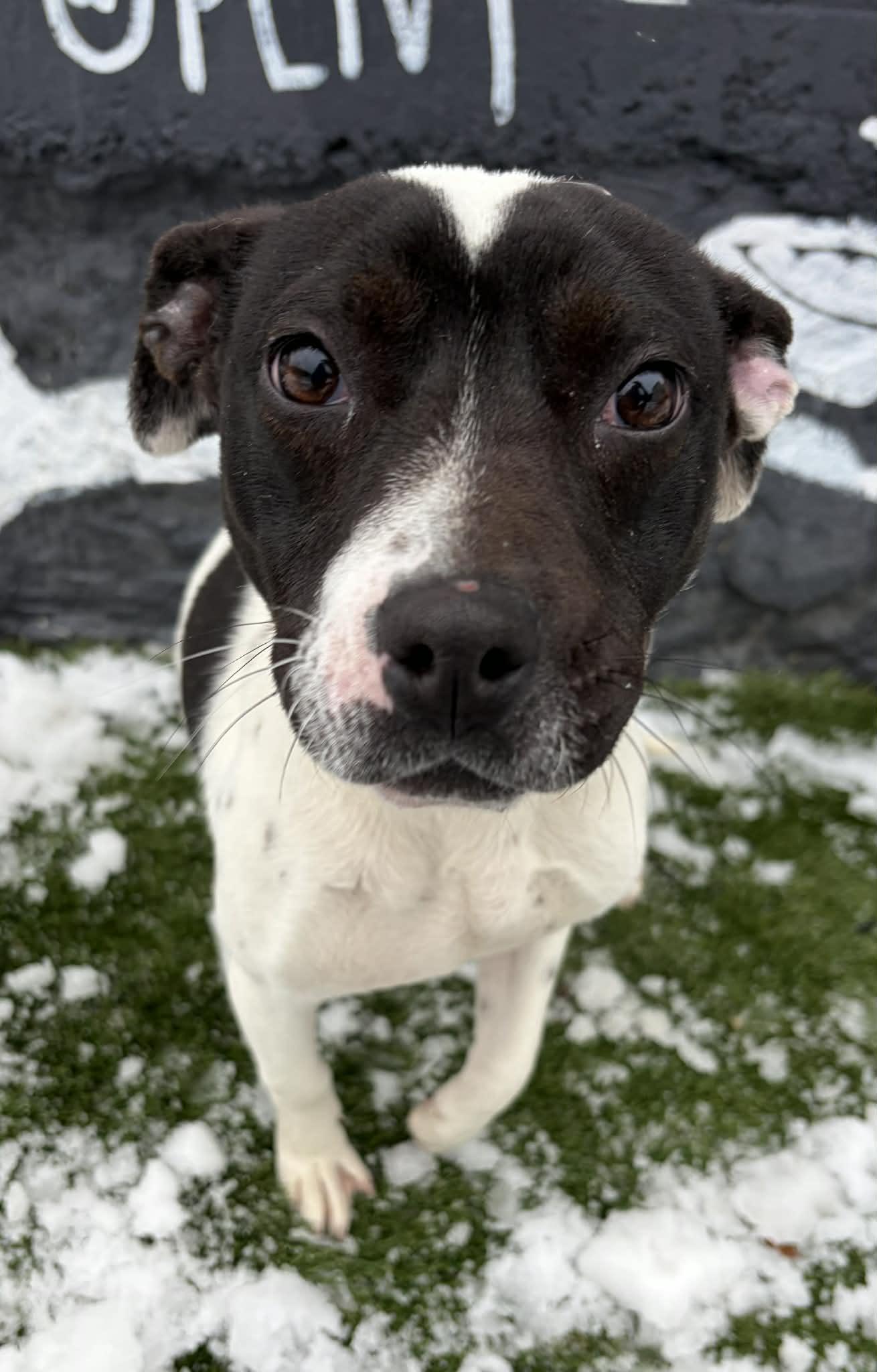 Enlarge Zanthus, an adopted mixed breed in Newport, TN image 6/6