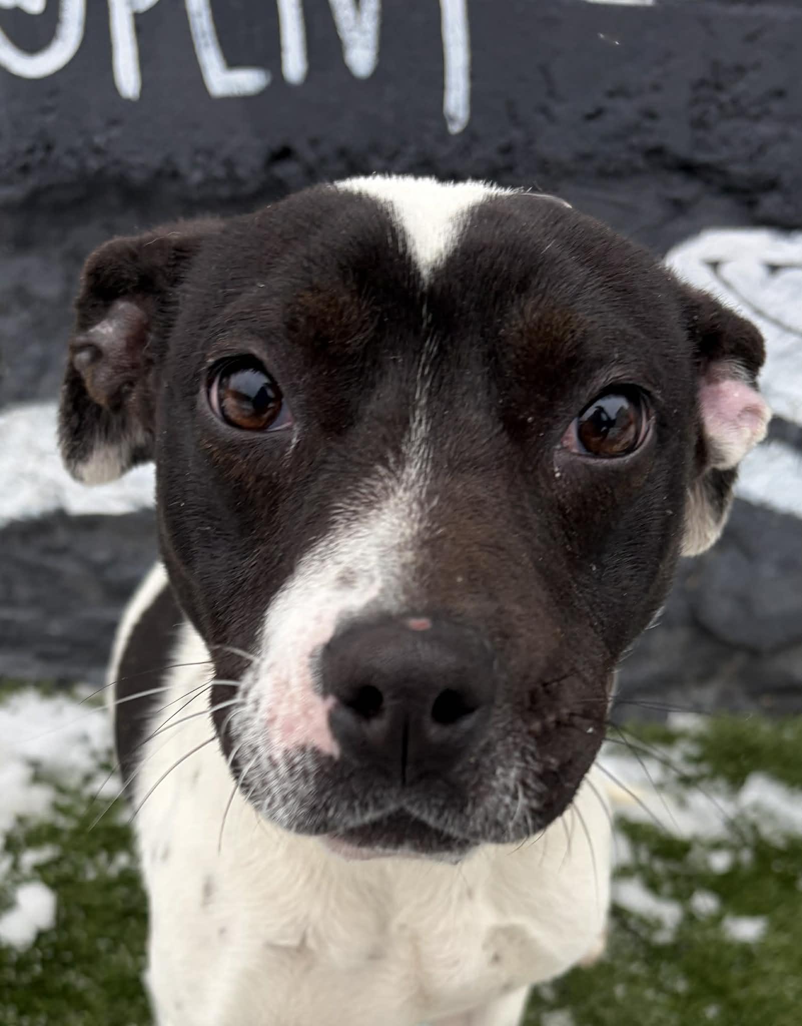 Enlarge Zanthus, an adopted mixed breed in Newport, TN image 1/6