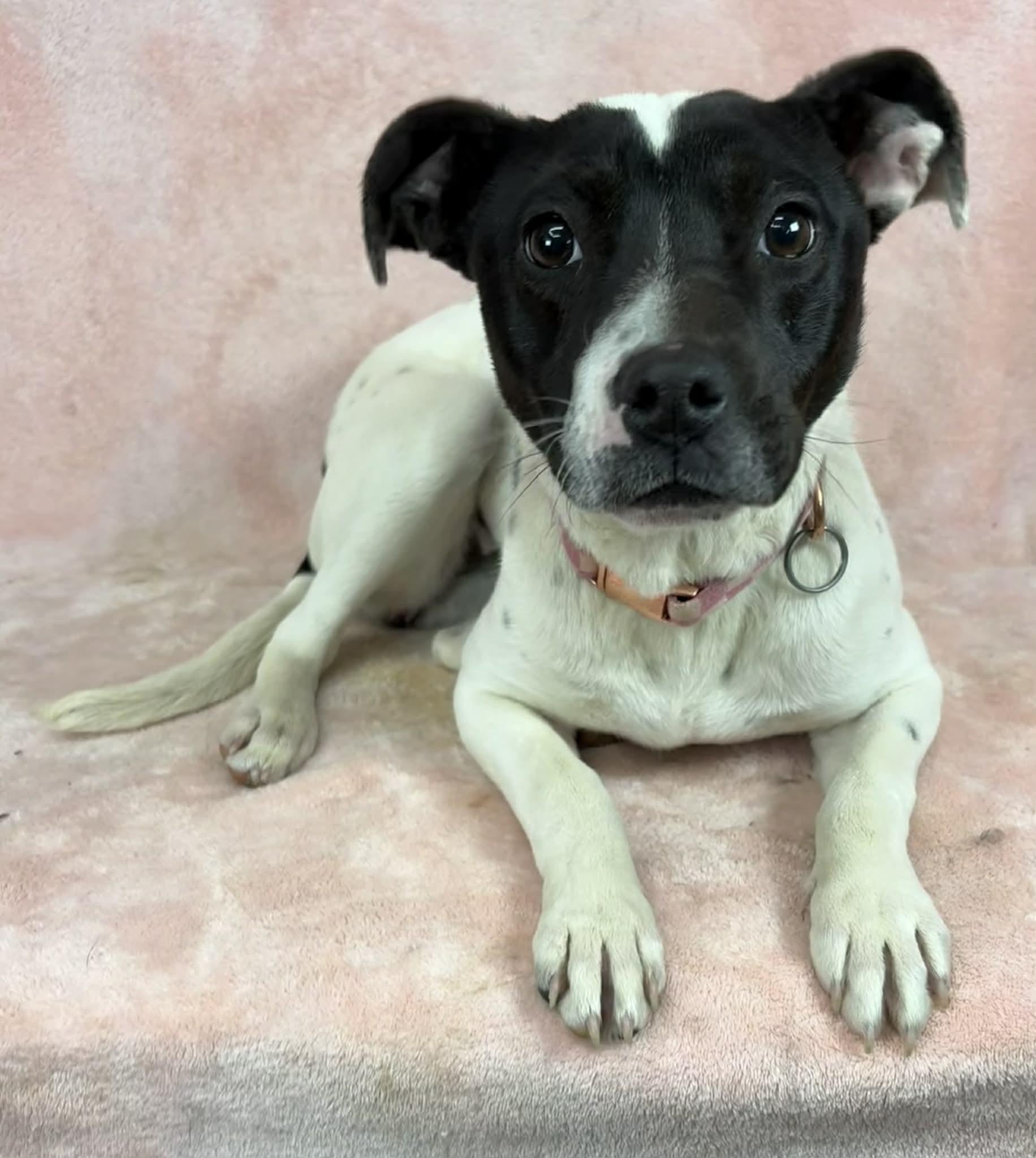 Enlarge Zanthus, an adopted mixed breed in Newport, TN image 2/6