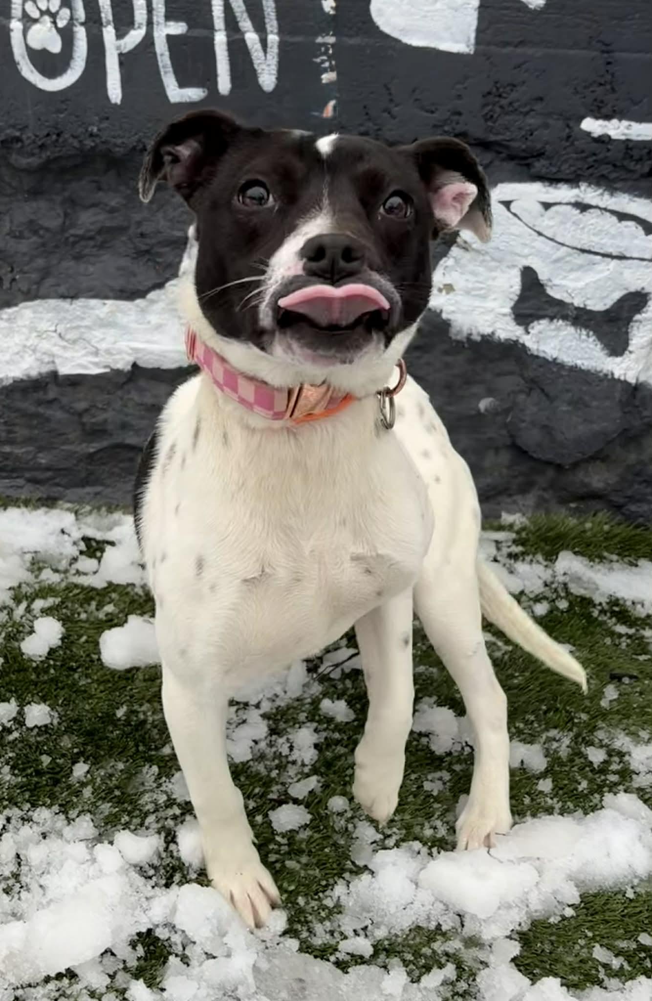 Enlarge Zanthus, an adopted mixed breed in Newport, TN image 3/6