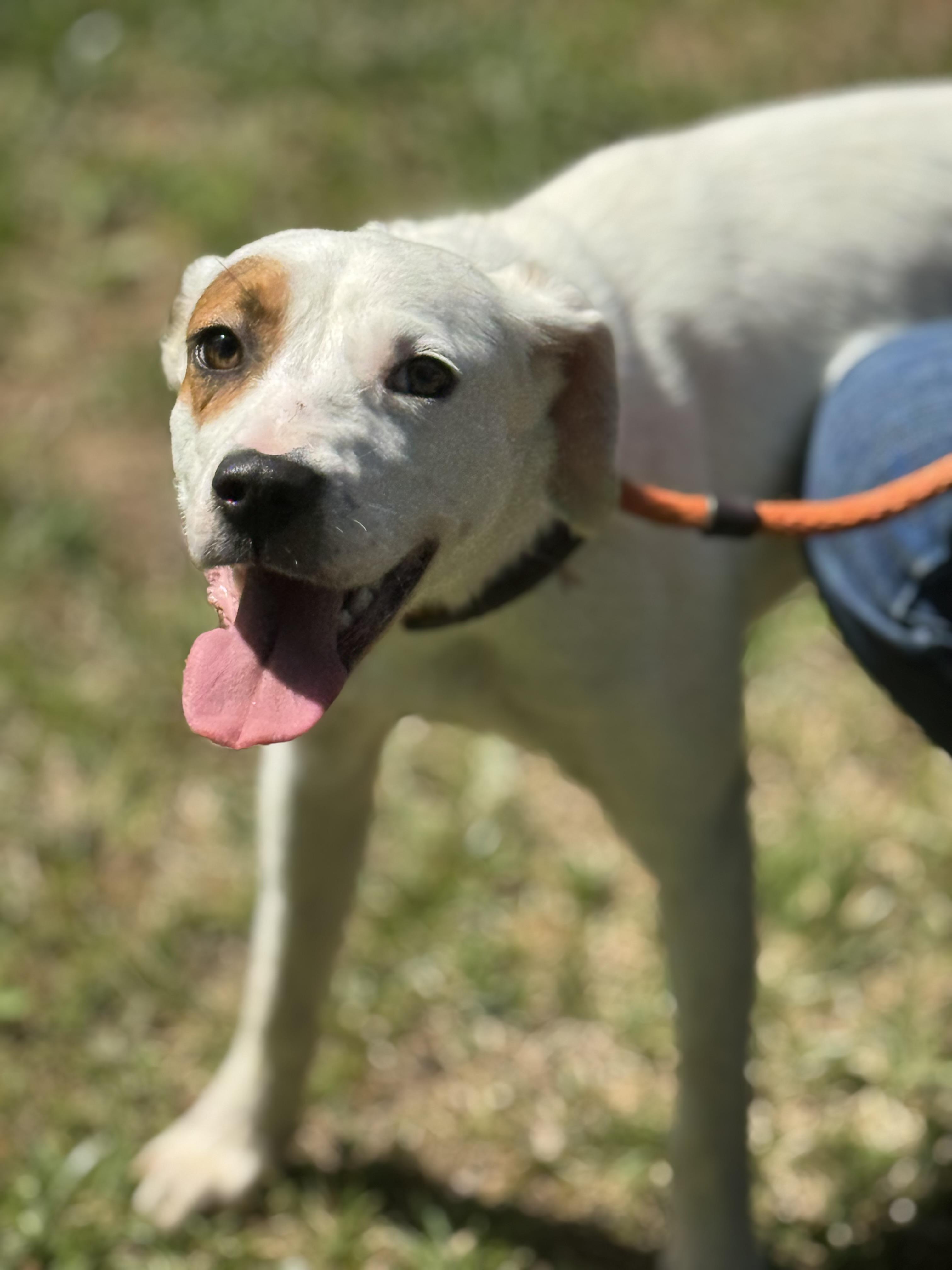 Enlarge Eve, a ADOPTABLE mixed breed in Richmond, VA image 3/6