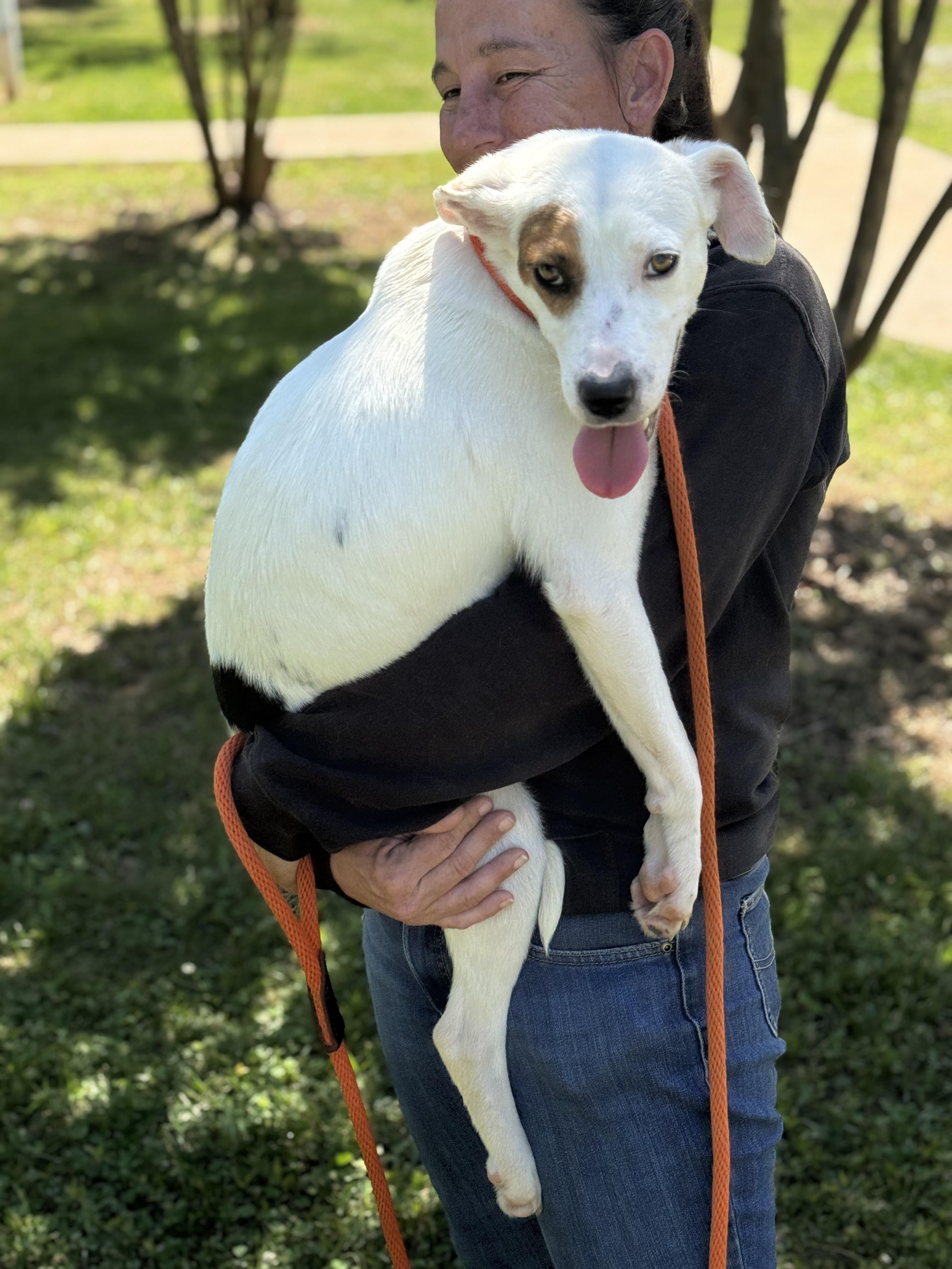 Enlarge Eve, a ADOPTABLE mixed breed in Richmond, VA image 2/6