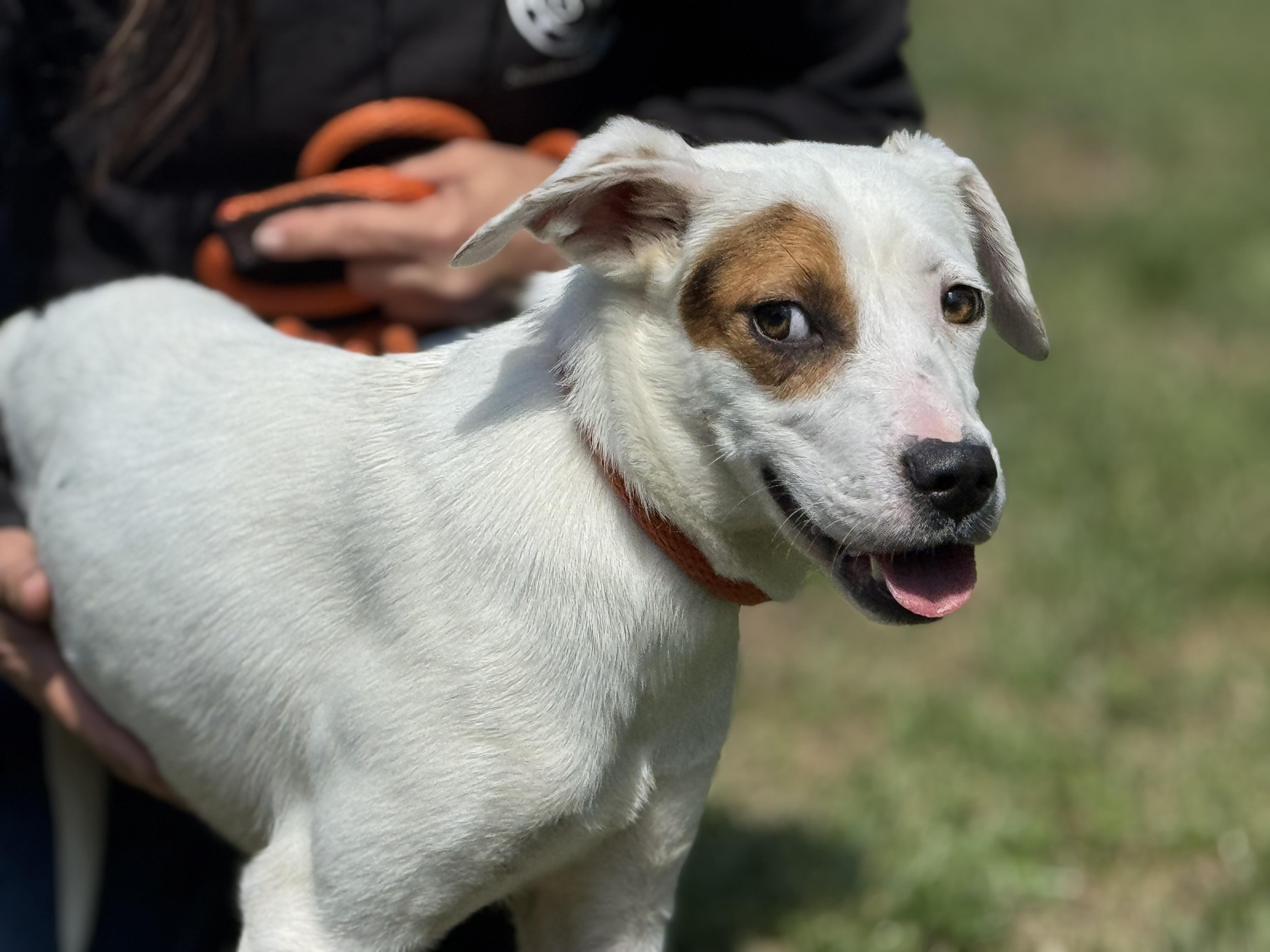 Enlarge Eve, a ADOPTABLE mixed breed in Richmond, VA image 6/6