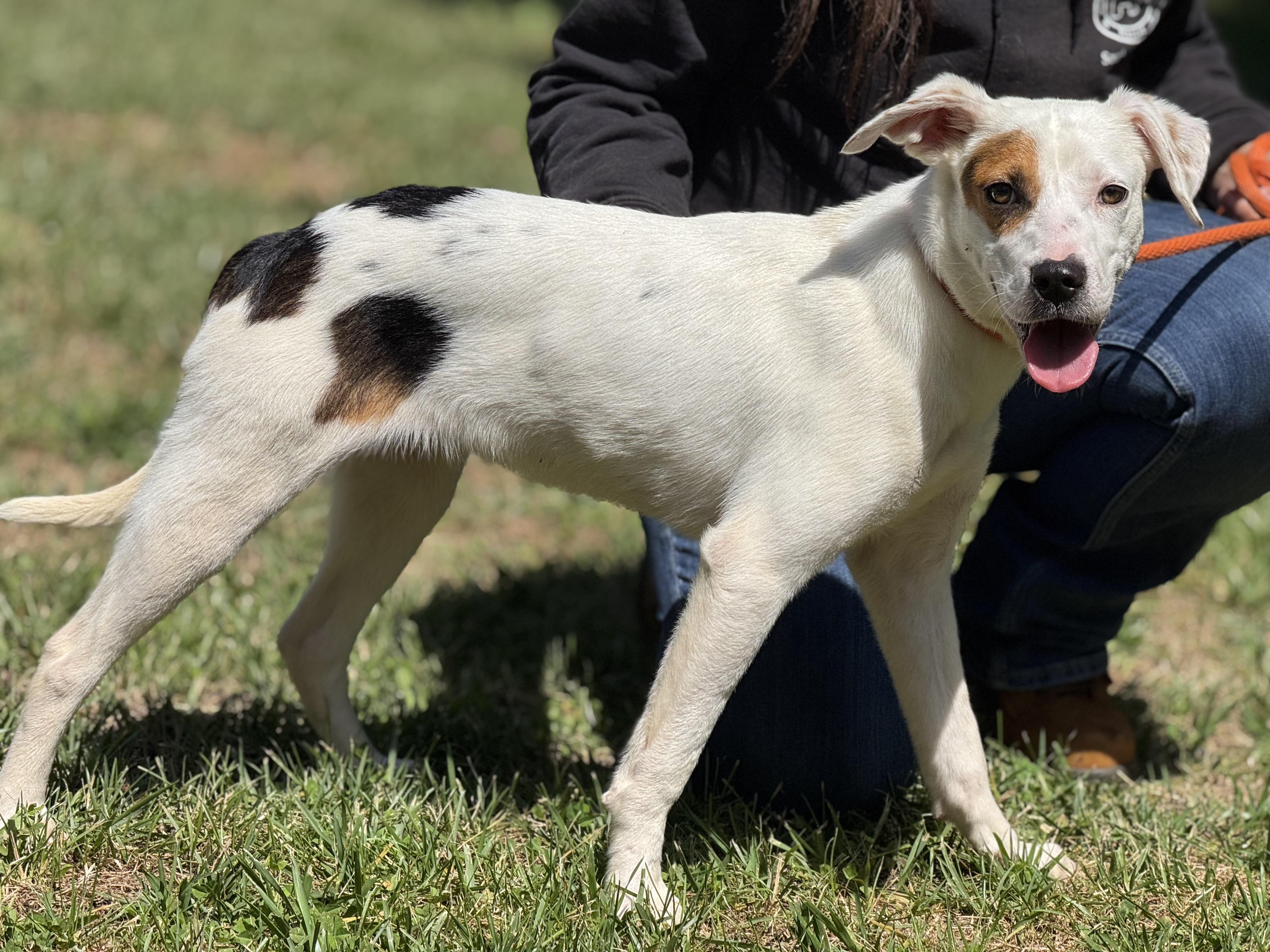 Enlarge Eve, a ADOPTABLE mixed breed in Richmond, VA image 4/6