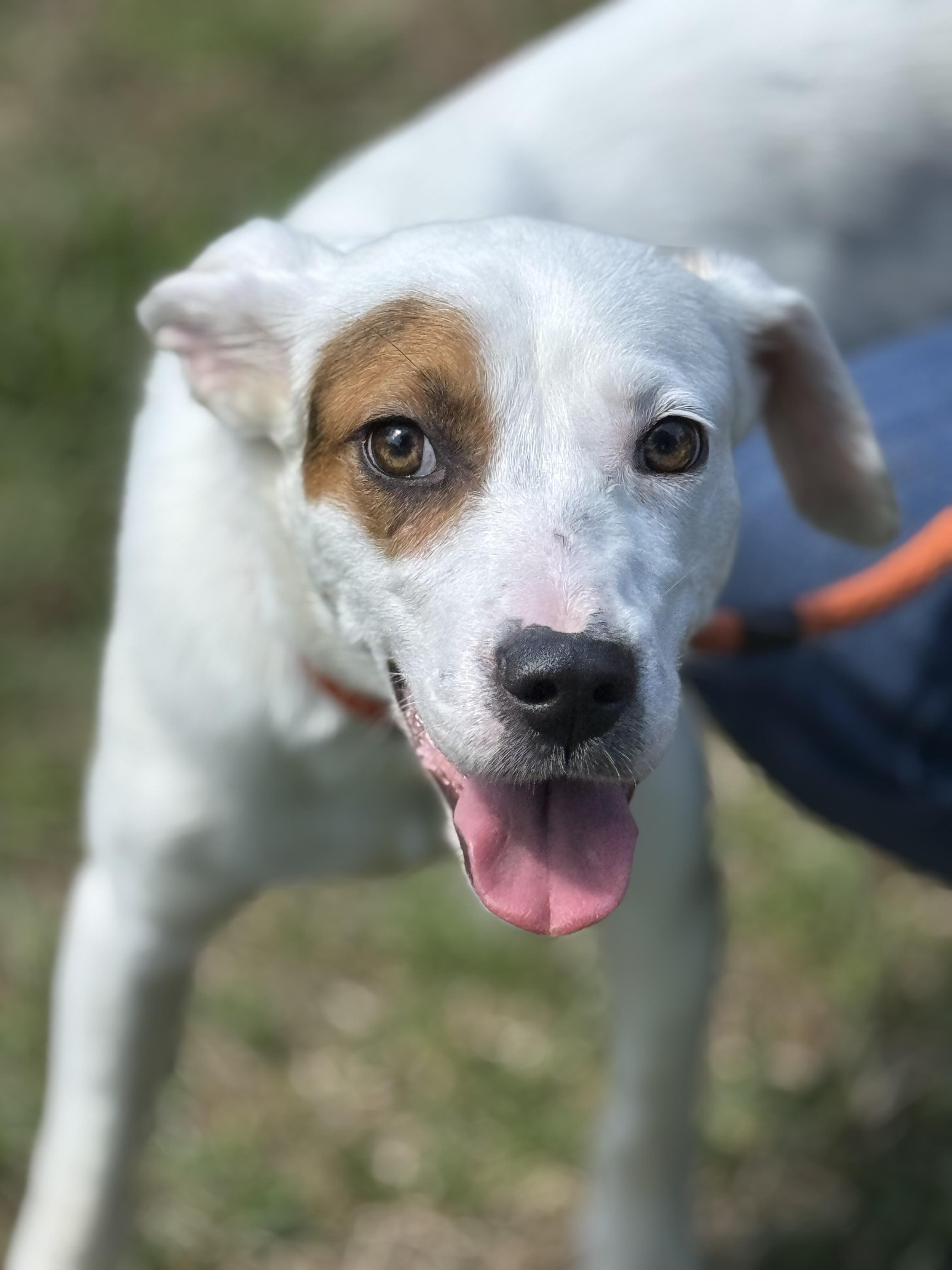 Enlarge Eve, a ADOPTABLE mixed breed in Richmond, VA image 1/6