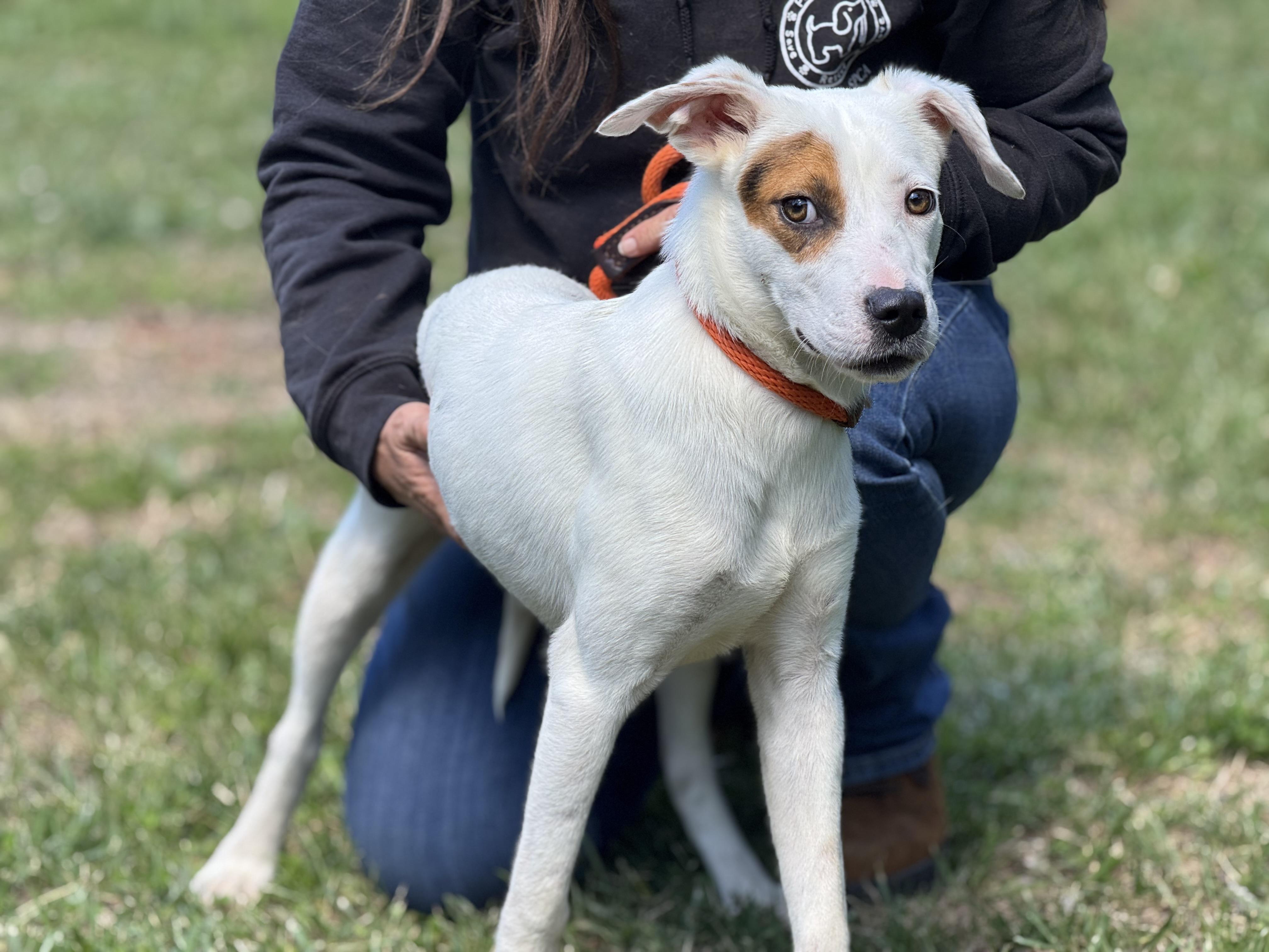 Enlarge Eve, a ADOPTABLE mixed breed in Richmond, VA image 5/6