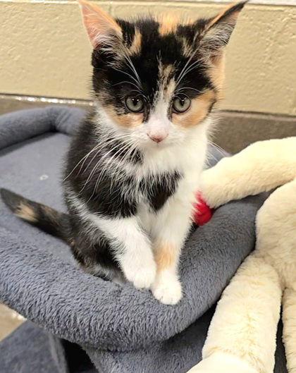 Hallongrotta, Adoptable, Young Female Domestic Short Hair.