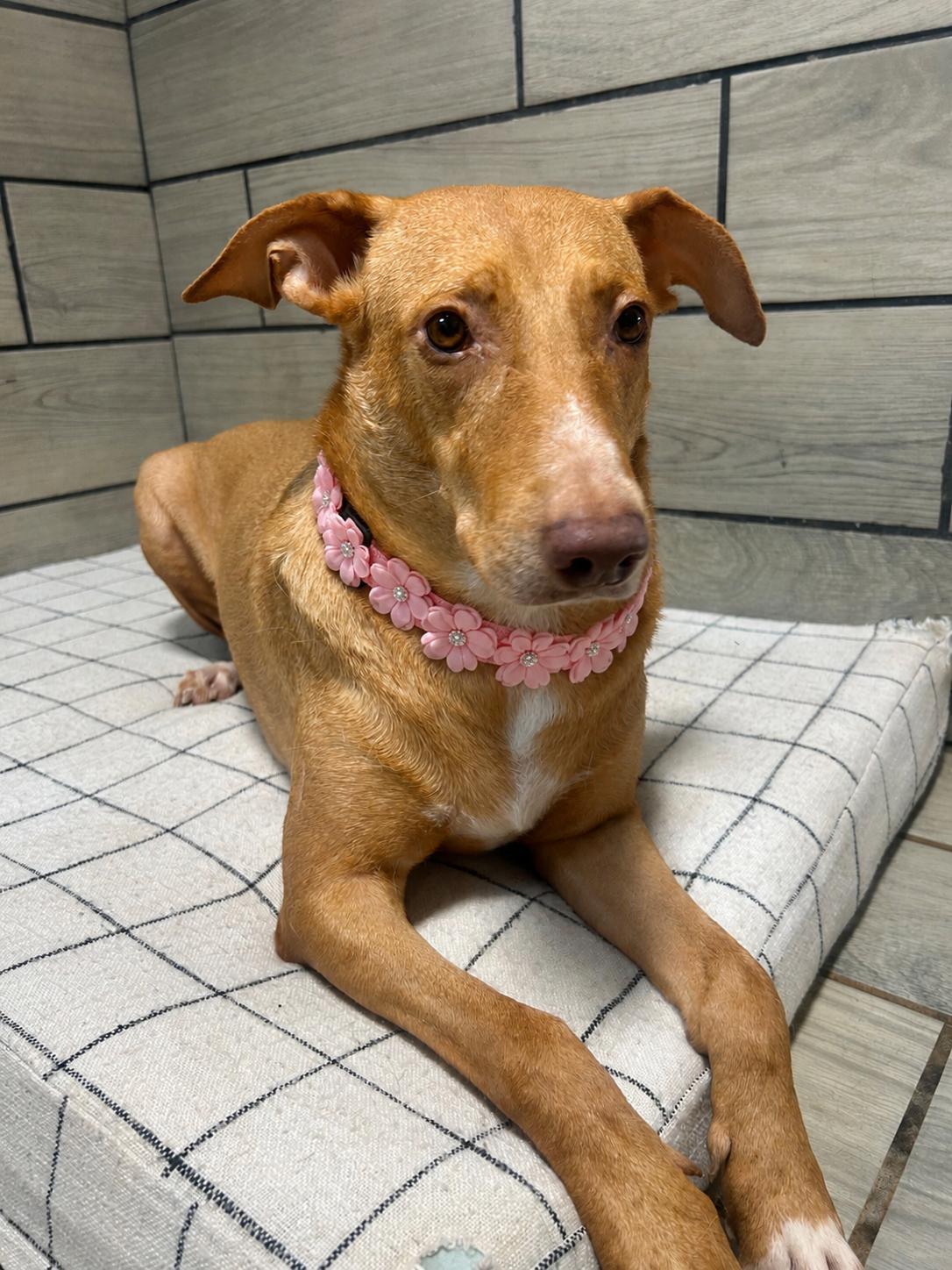 Athena, Adoptable, Adult Female Vizsla & Retriever.