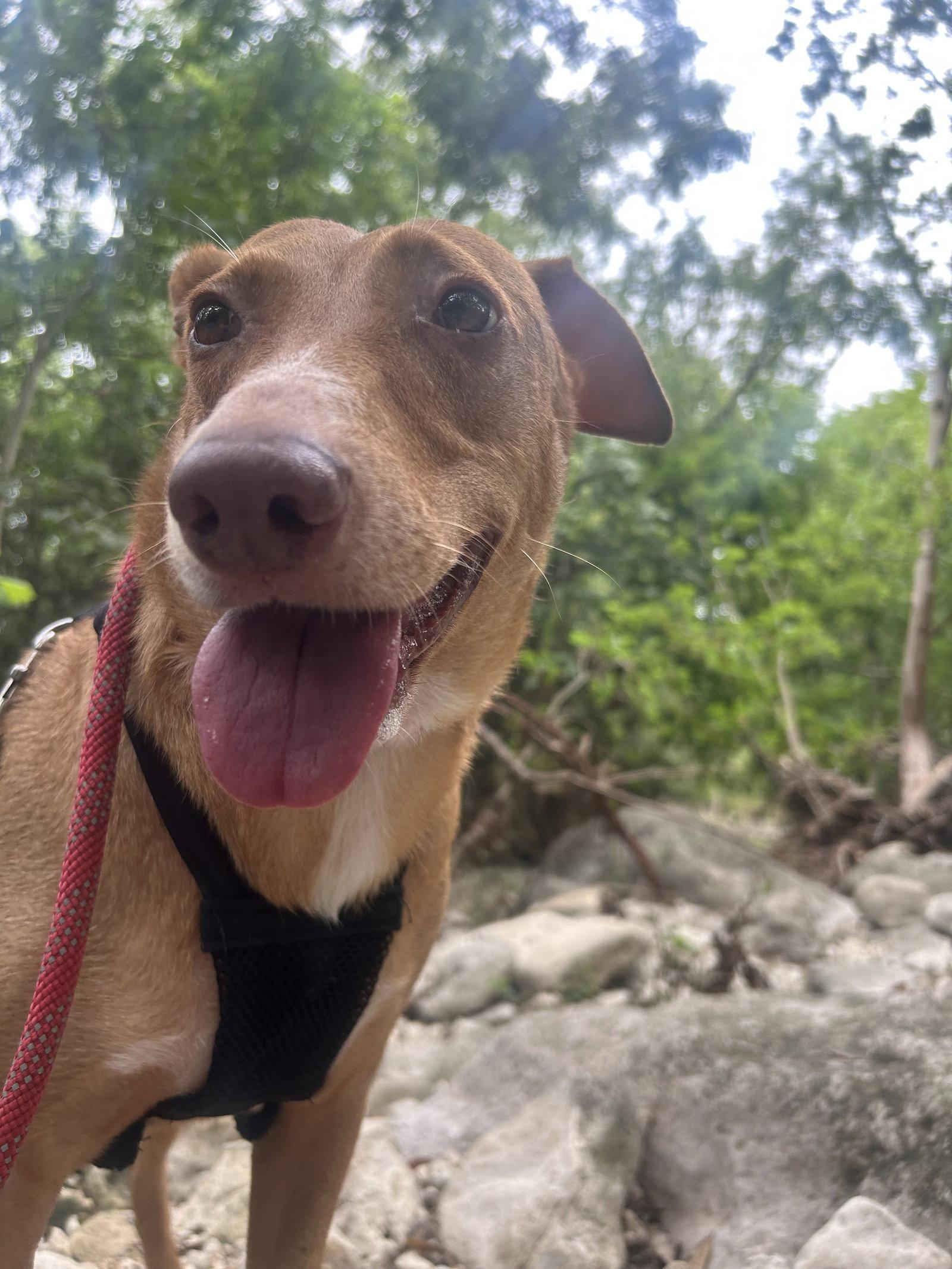Enlarge Athena, a Adoptable mixed breed in Pipe Creek, TX image 2/3