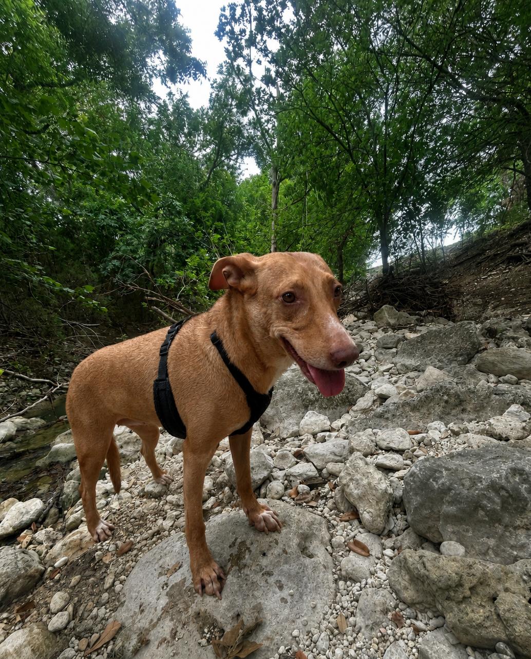 Enlarge Athena, a Adoptable mixed breed in Pipe Creek, TX image 3/3
