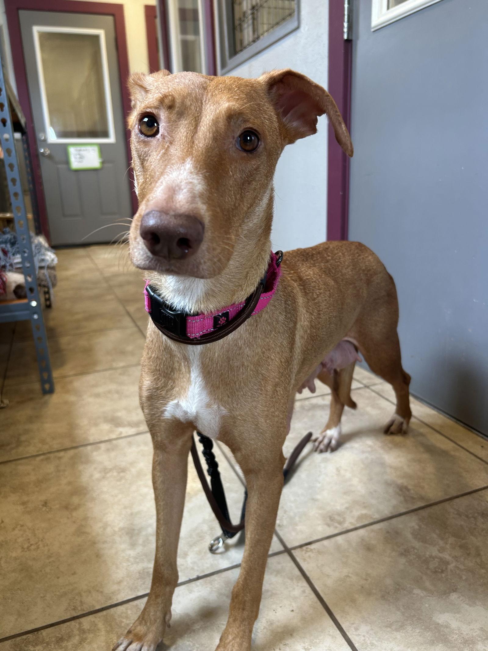 Athena — thumbnail 2