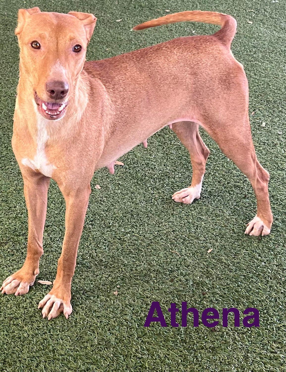 Athena — thumbnail 3
