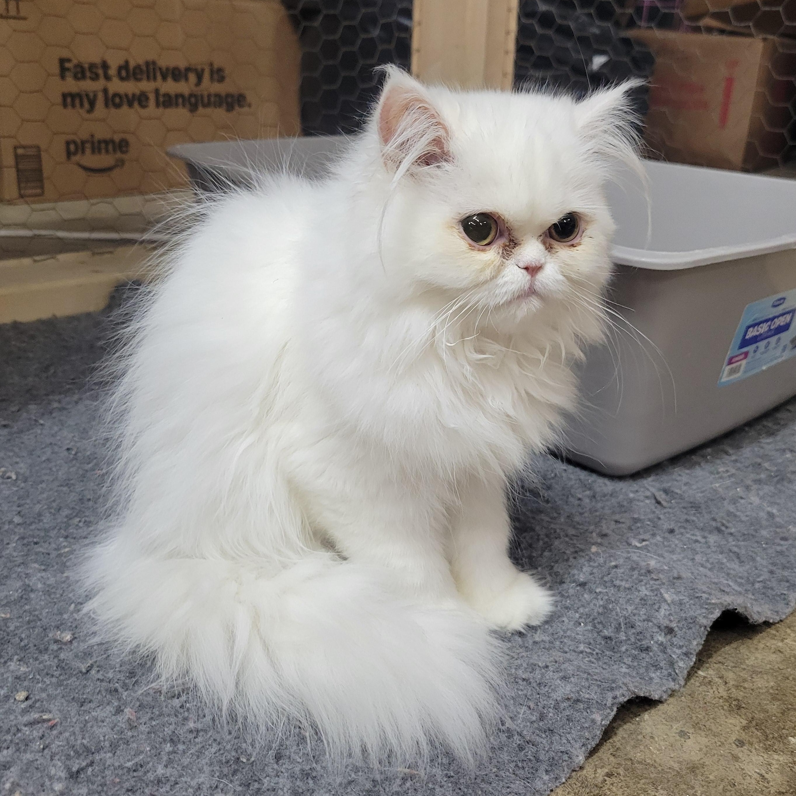 Pearl, ADOPTABLE, Kitten Female Persian.