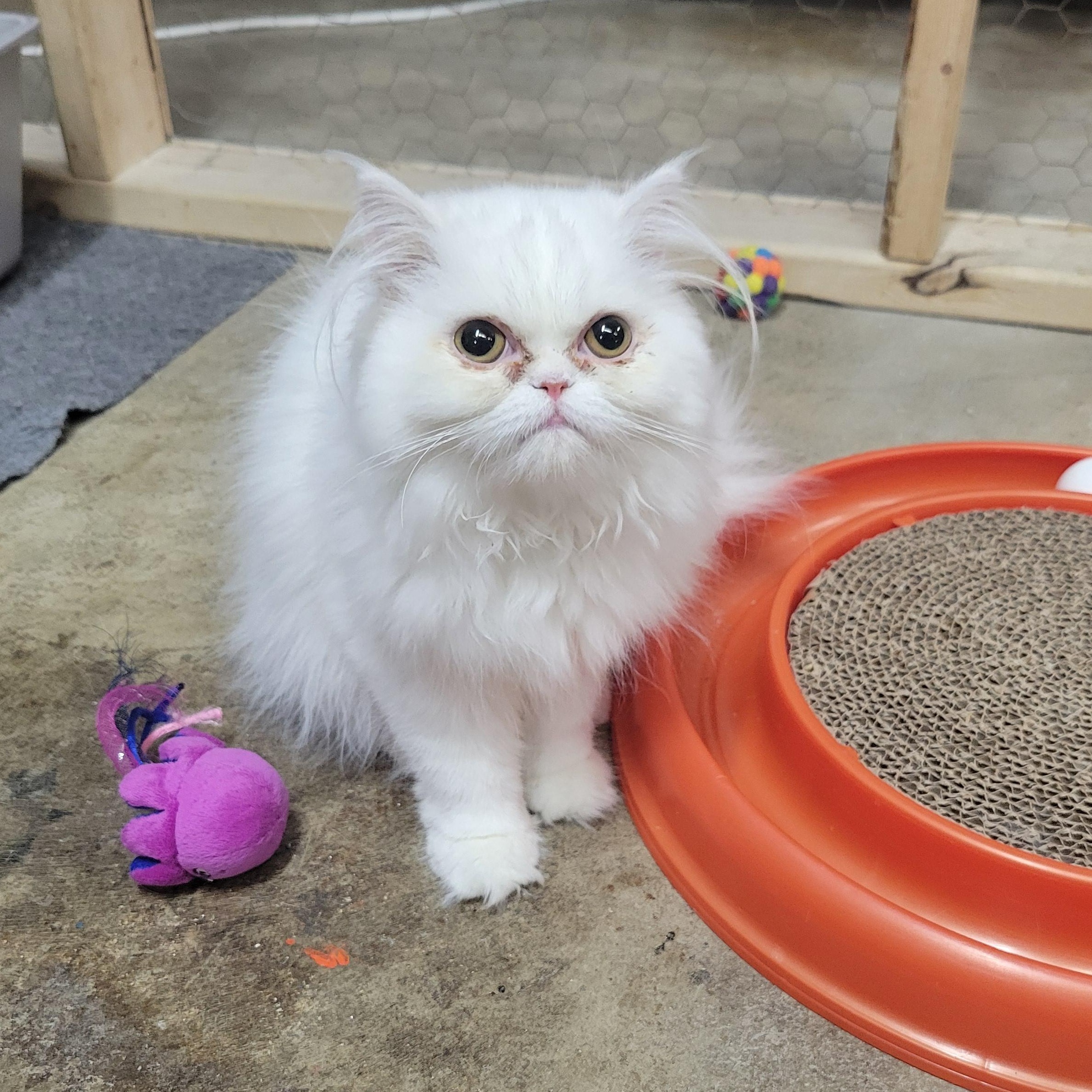 Pearl, a ADOPTABLE Persian in Faribault, MN image 2/3