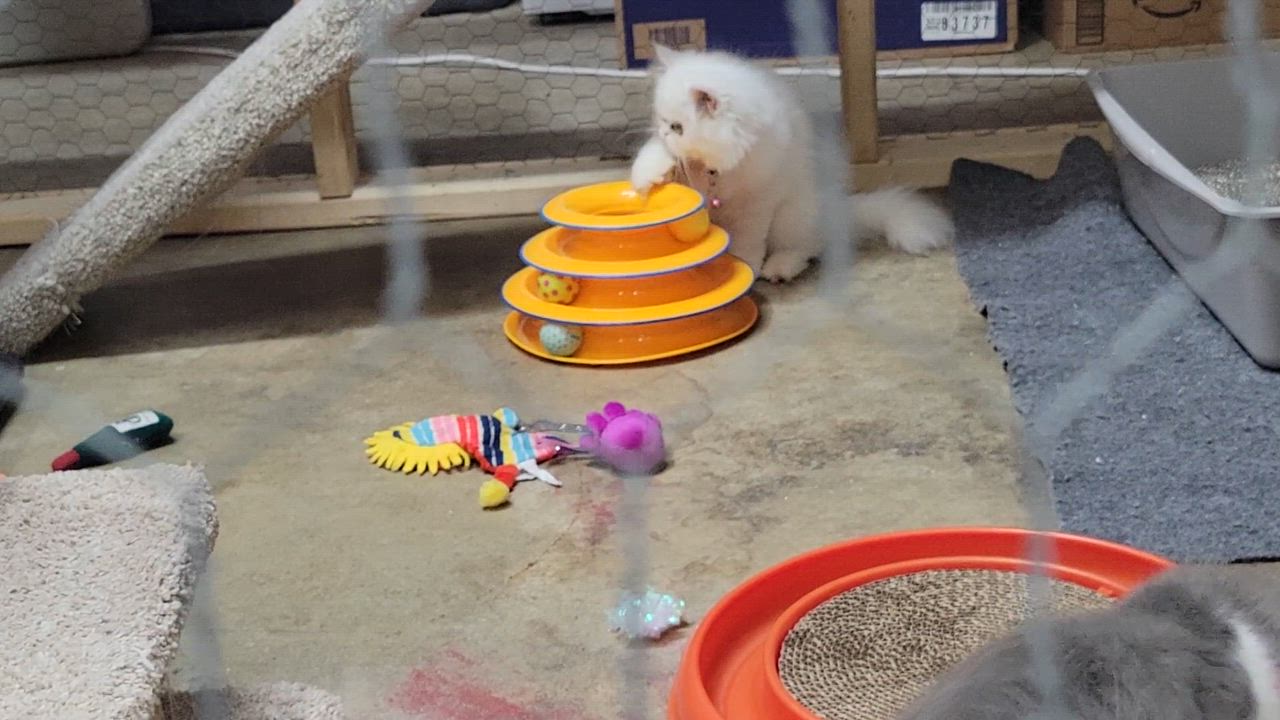 Enlarge Pearl, a ADOPTABLE Persian in Faribault, MN video 3/3