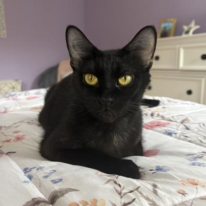 Enlarge Cassiopeia, a Adoptable mixed breed in Atlanta, GA image 3/3
