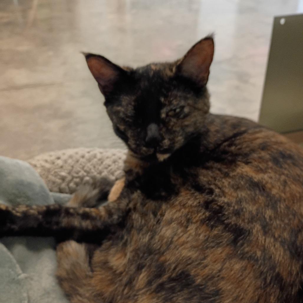 Enlarge pixel, a Adoptable Domestic Medium Hair in Show Low, AZ image 1/1