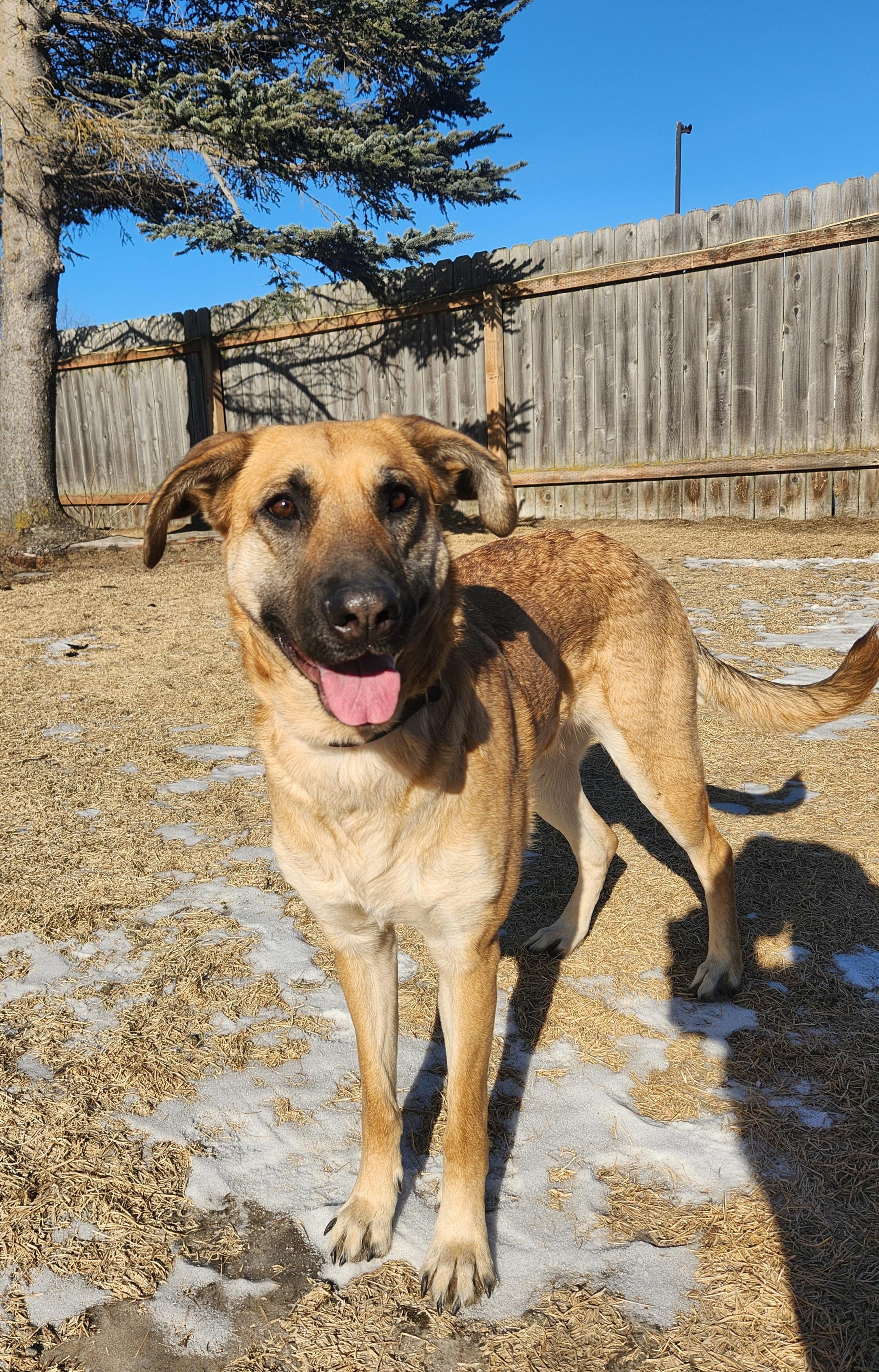 Enlarge Dobby, a Adoptable mixed breed in Homer, AK image 2/2