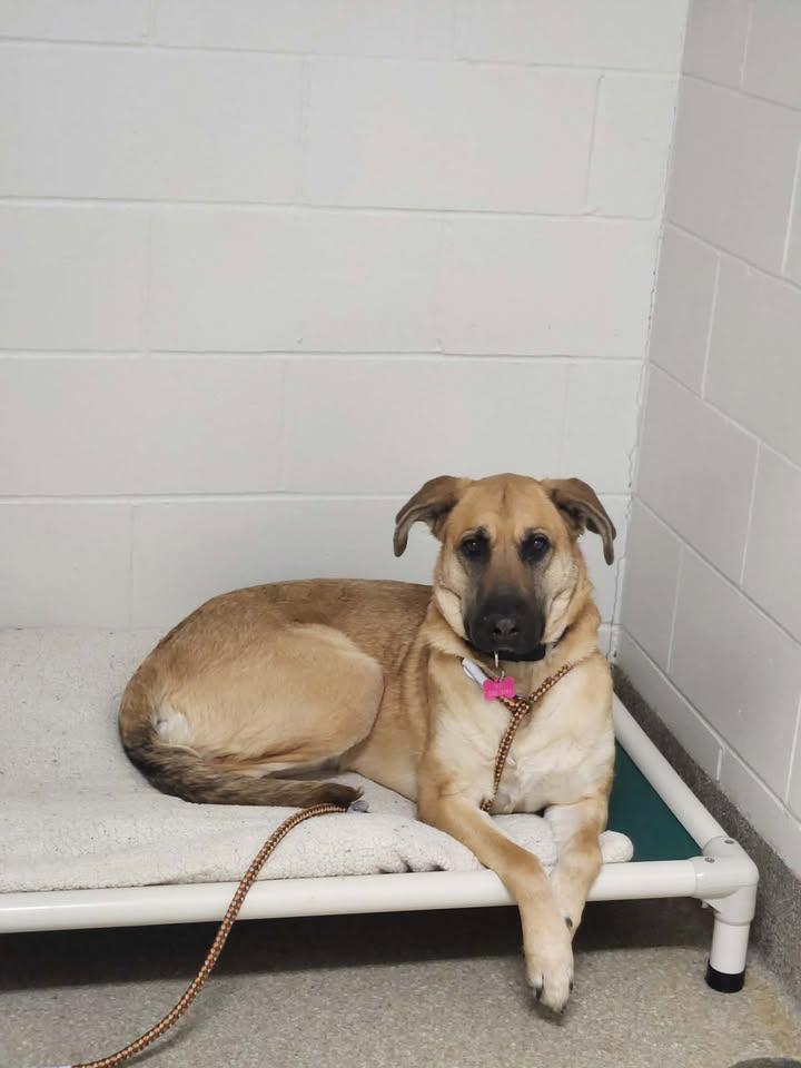 Enlarge Dobby, a Adoptable mixed breed in Homer, AK image 1/2