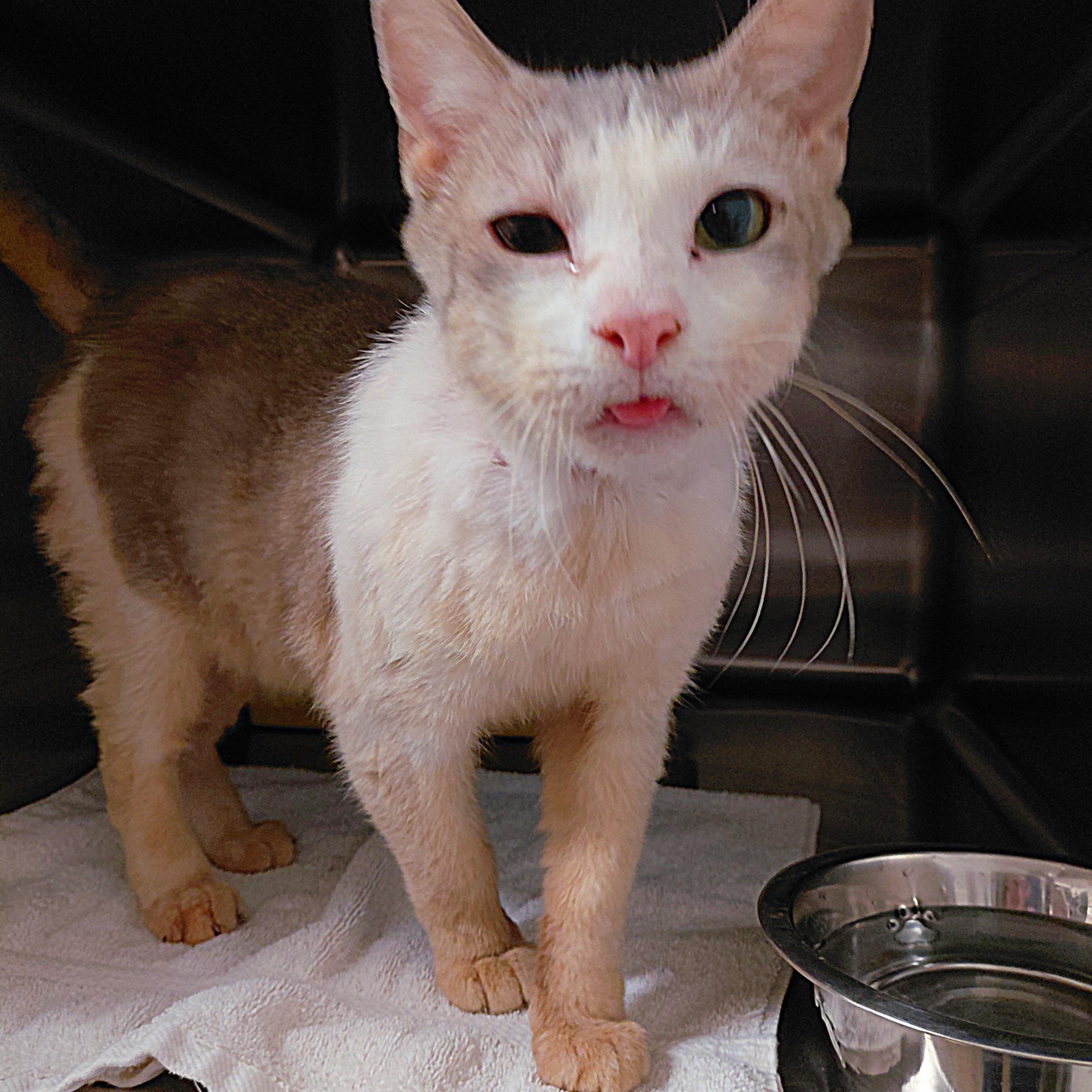 Enlarge Hugh, a Adoptable Domestic Short Hair in Stanley, VA image 2/3