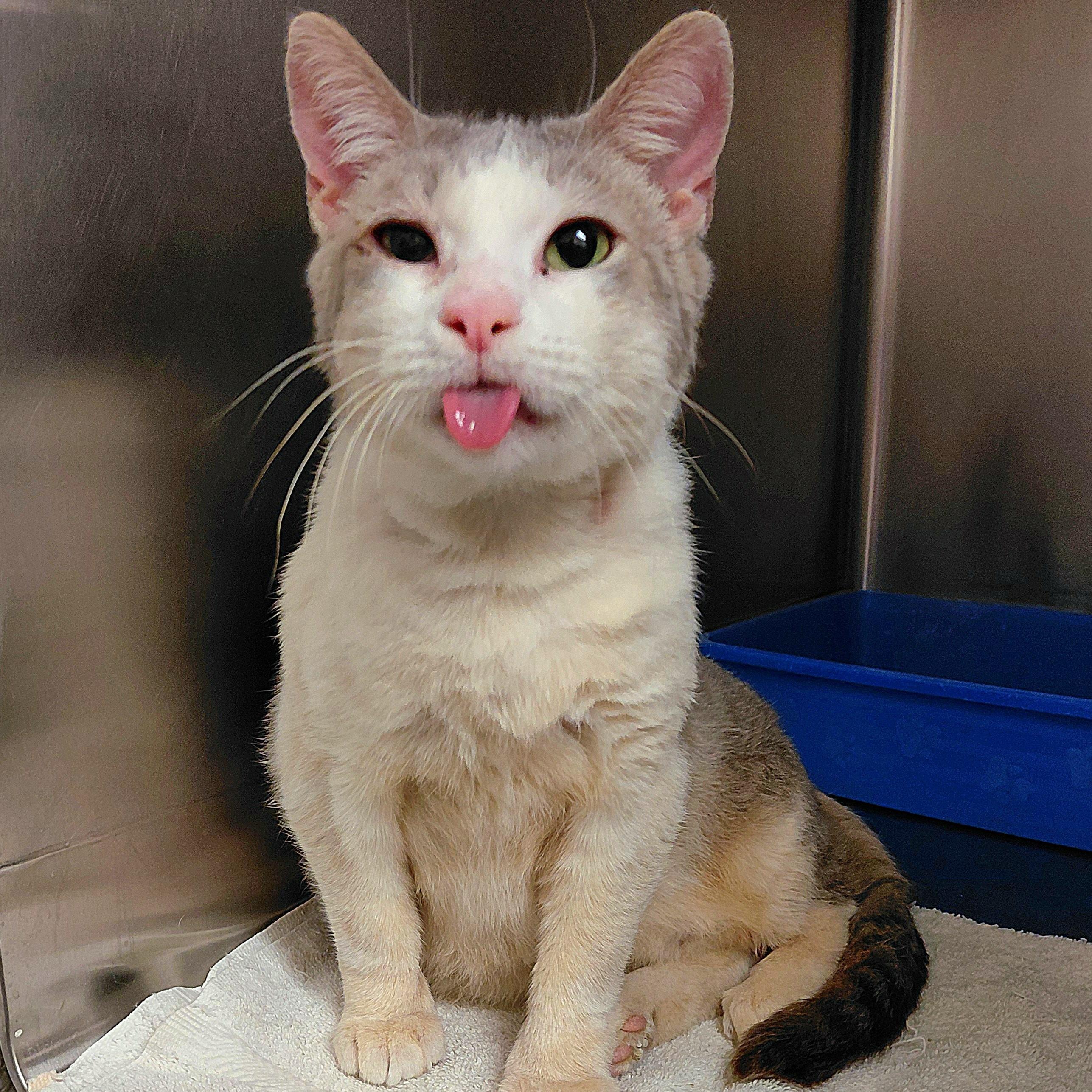 Enlarge Hugh, a Adoptable Domestic Short Hair in Stanley, VA image 1/3