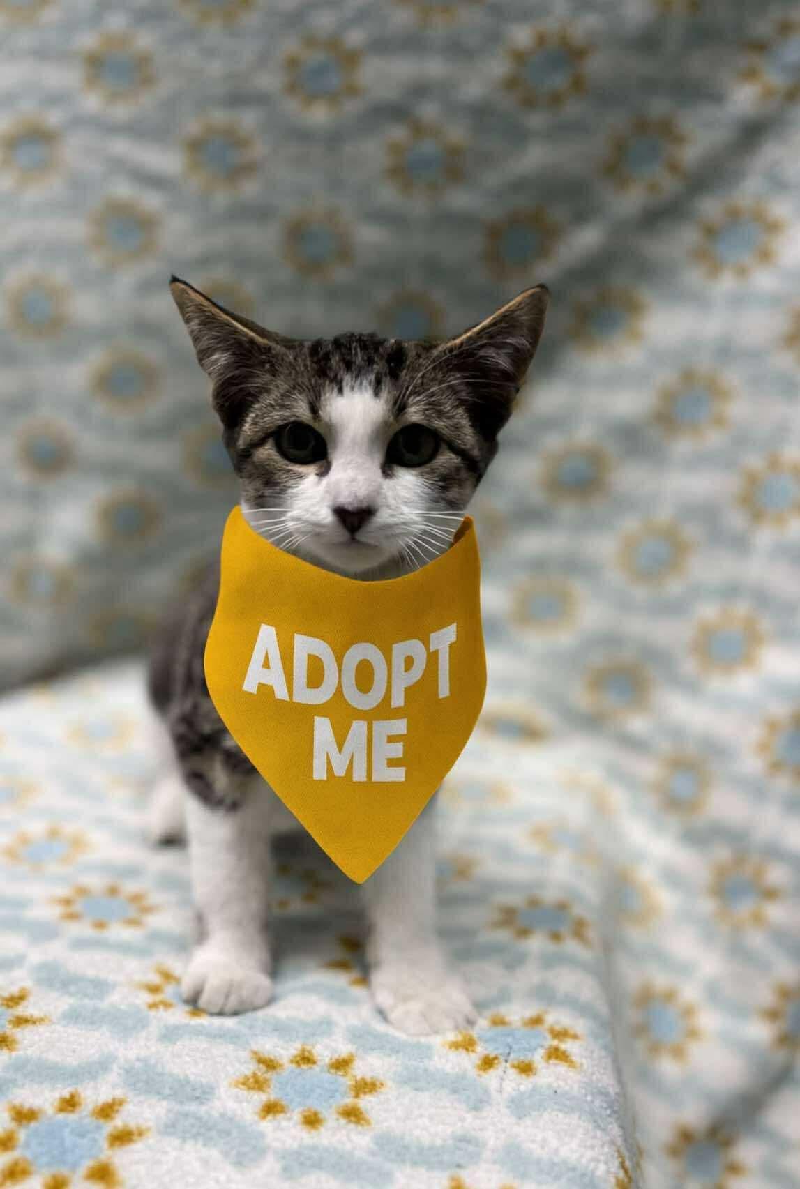 Cakes (Tiff-fostered in New England), an adoptable mixed breed in Brooklyn, CT image 1/5