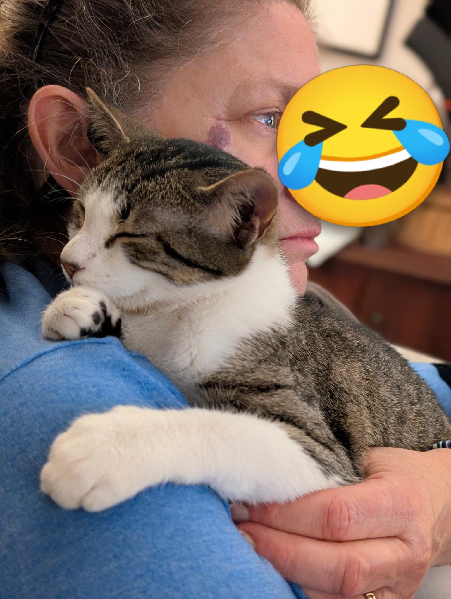 Enlarge Cakes (Tiff-fostered in New England), an adoptable mixed breed in Brooklyn, CT image 5/6