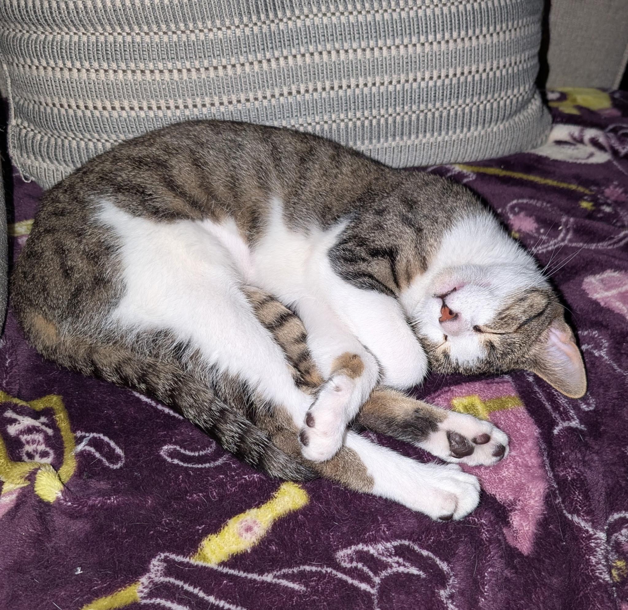 Enlarge Cakes (Tiff-fostered in New England), an adoptable mixed breed in Brooklyn, CT image 2/6