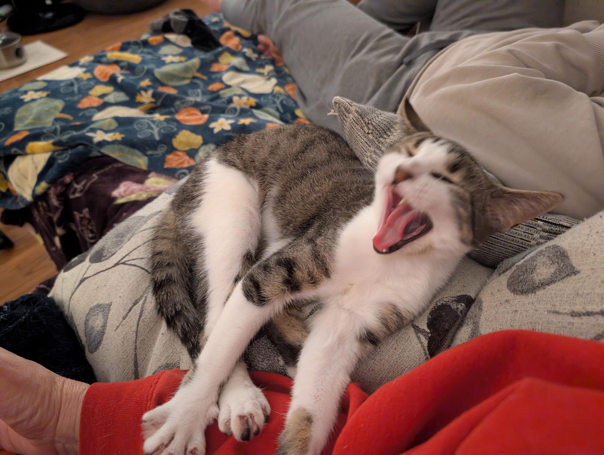 Enlarge Cakes (Tiff-fostered in New England), an adoptable mixed breed in Brooklyn, CT image 4/6