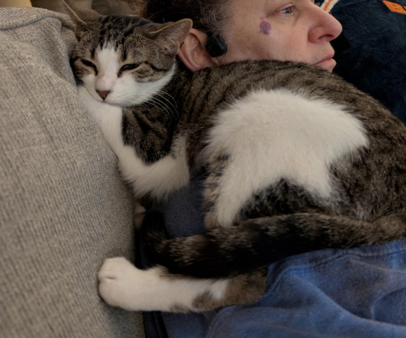 Enlarge Cakes (Tiff-fostered in New England), an adoptable mixed breed in Brooklyn, CT image 3/6