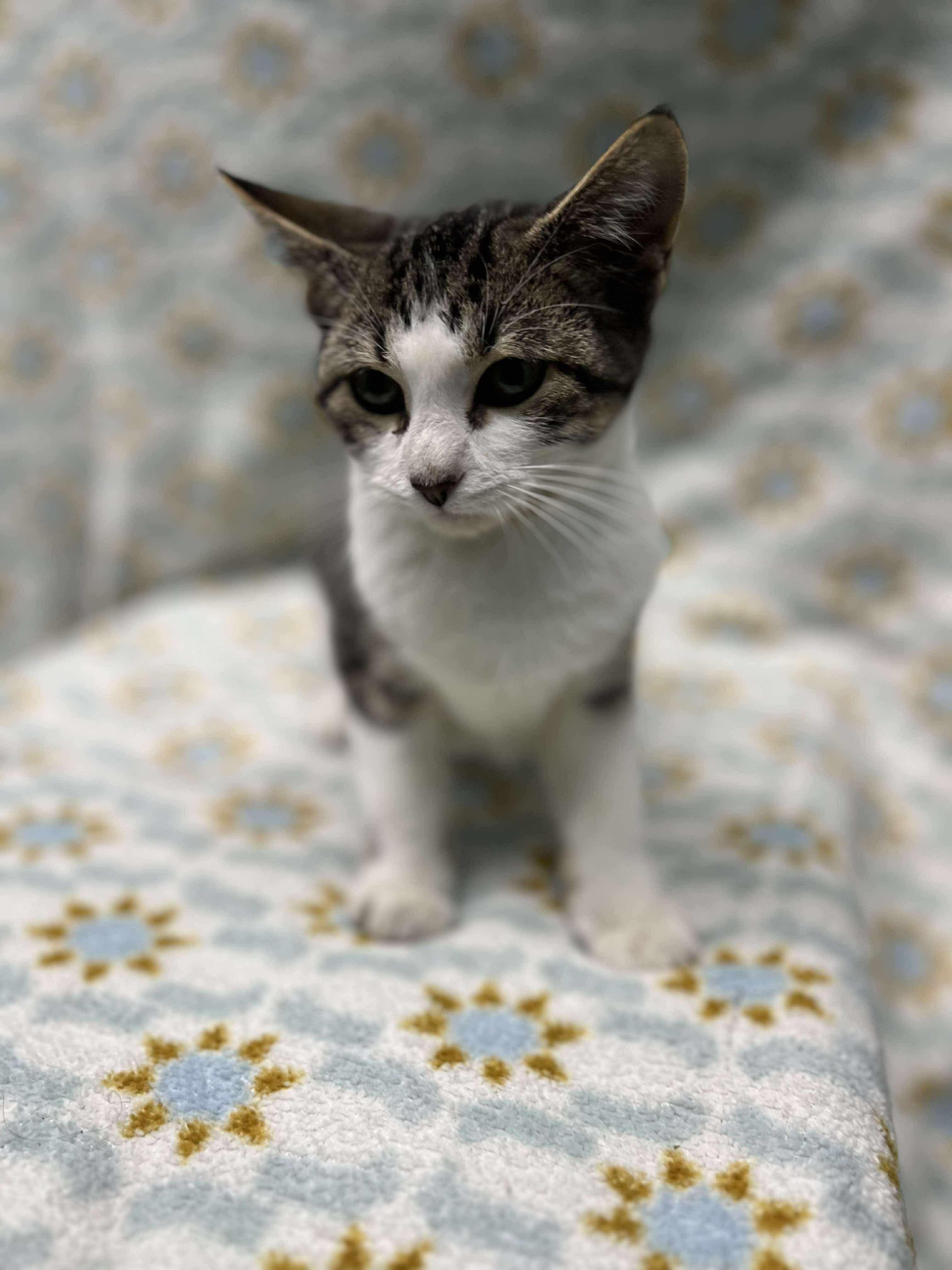 Cakes (Tiff-fostered in New England), an adoptable mixed breed in Brooklyn, CT image 4/5