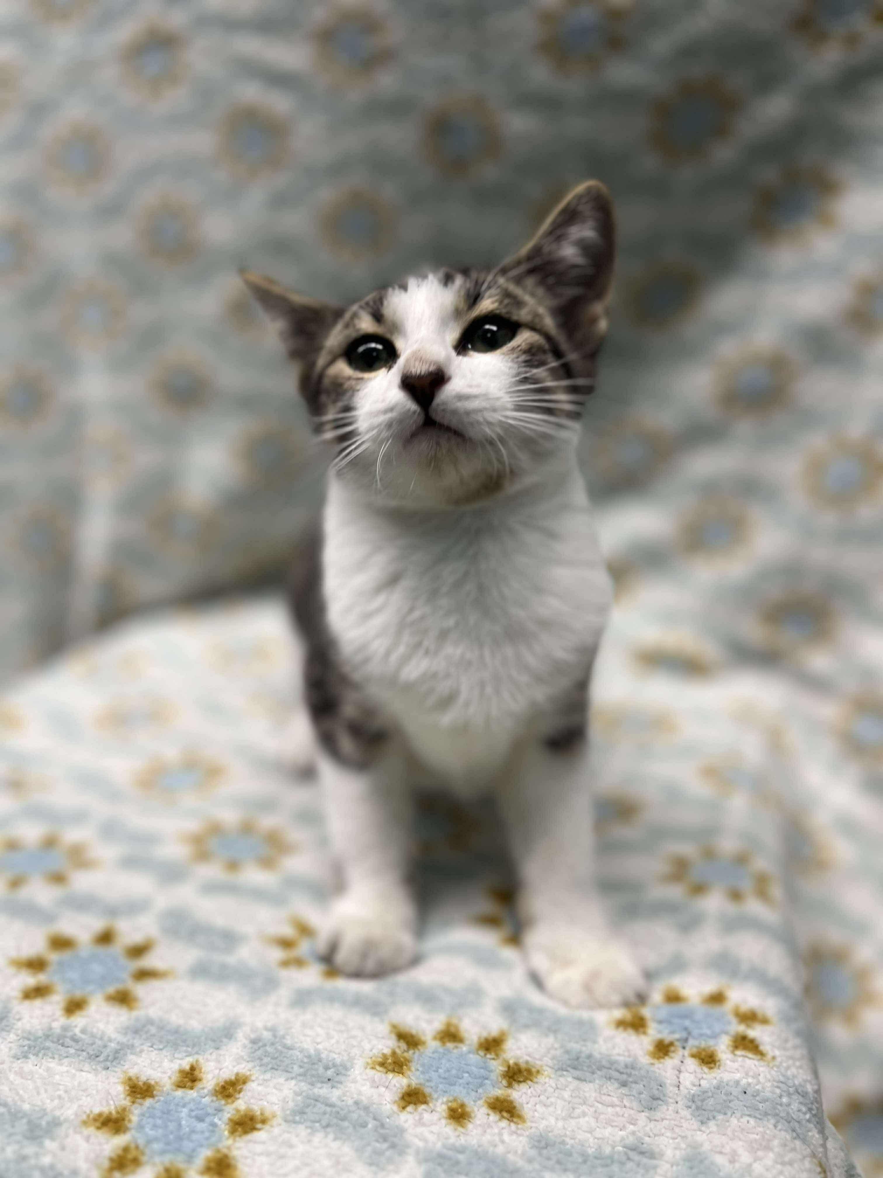 Cakes (Tiff-fostered in New England)