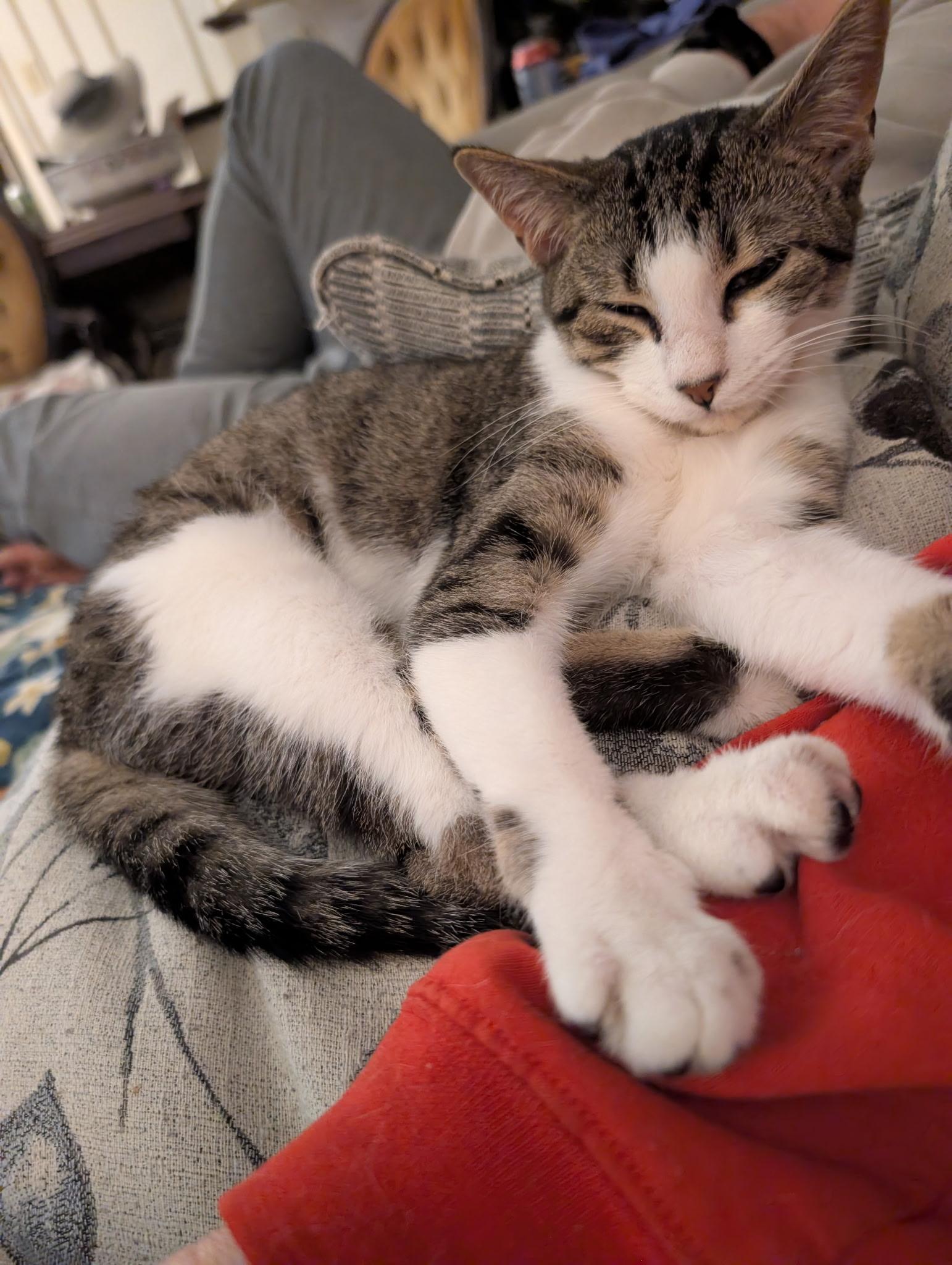 Cakes (Tiff-fostered in New England), adoptable, Adult Female Tabby & Domestic Short Hair.