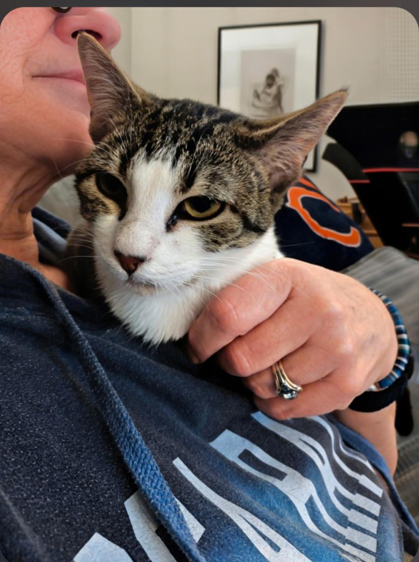 Enlarge Cakes (Tiff-fostered in New England), an adoptable mixed breed in Brooklyn, CT image 6/6