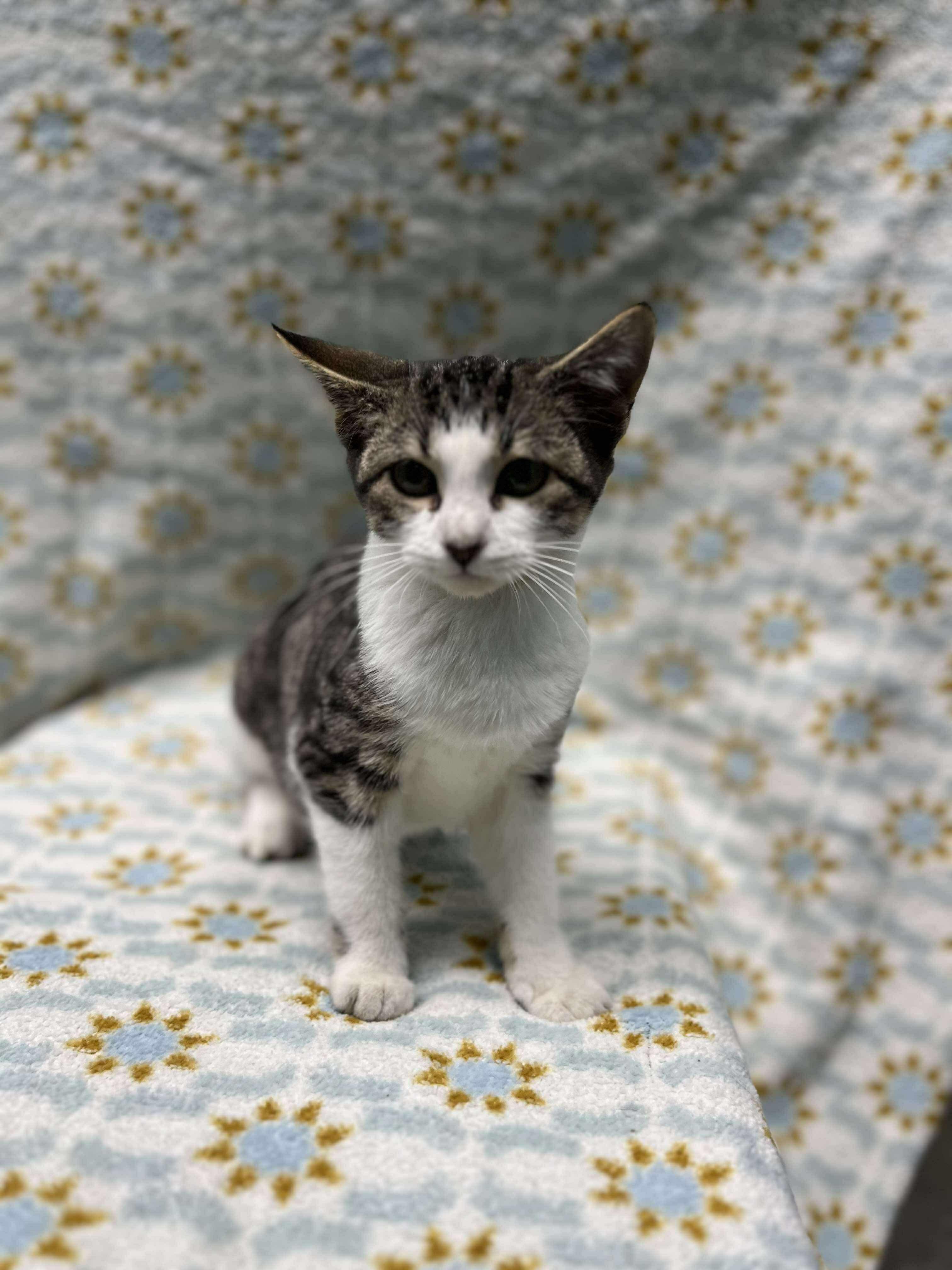 Cakes (Tiff-fostered in New England), an adoptable mixed breed in Brooklyn, CT image 2/5