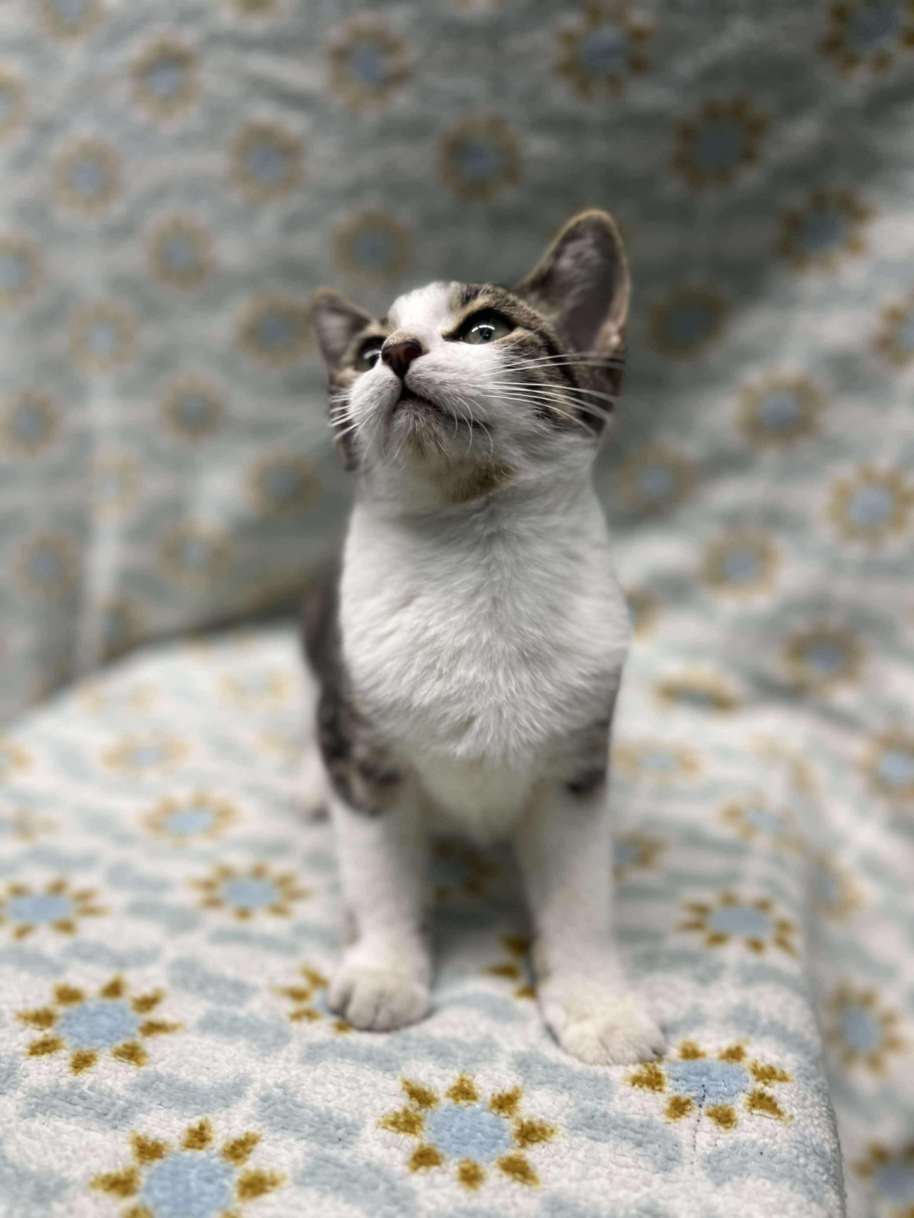 Cakes (Tiff-fostered in New England)