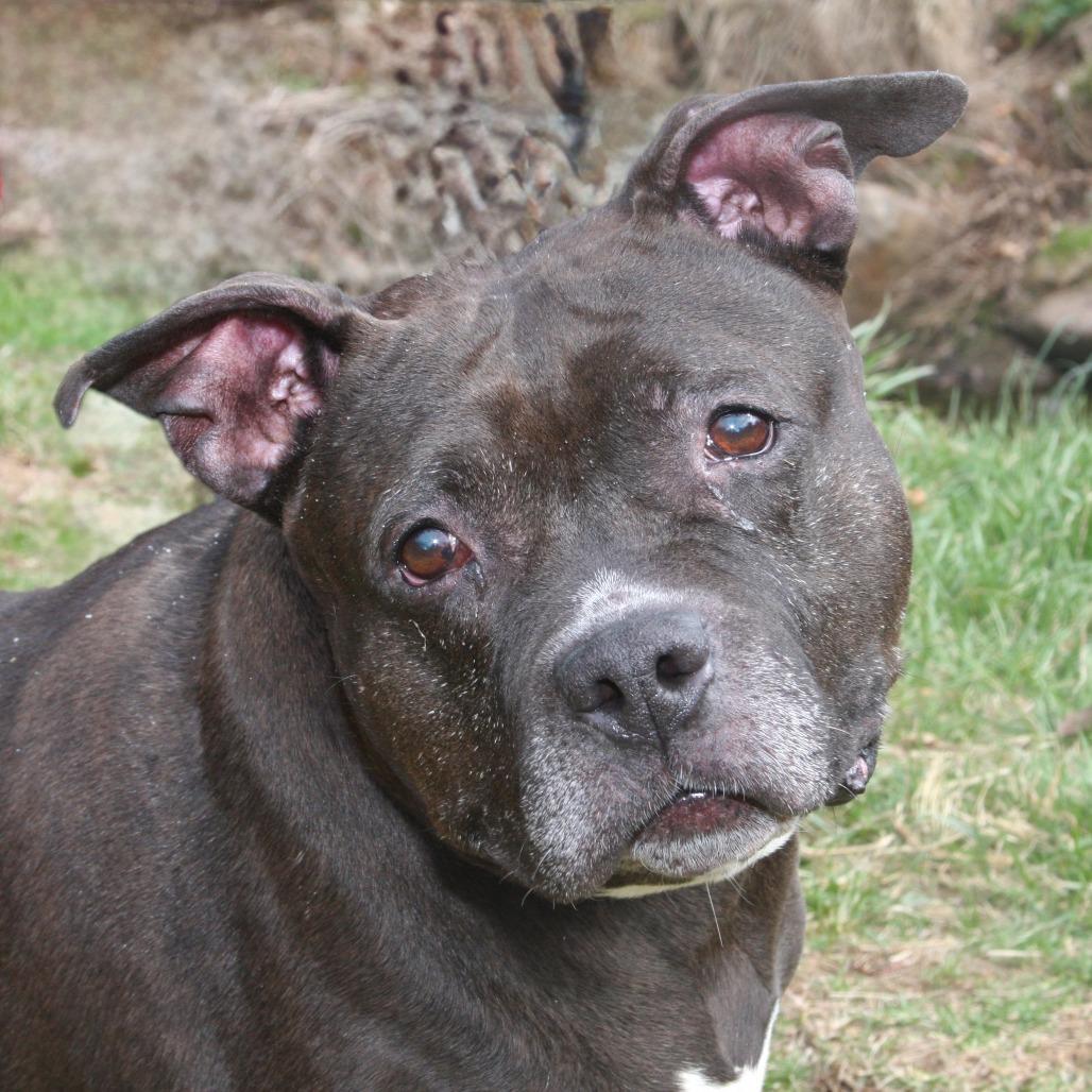 Harriet, Adoptable, Senior Female Mixed Breed.