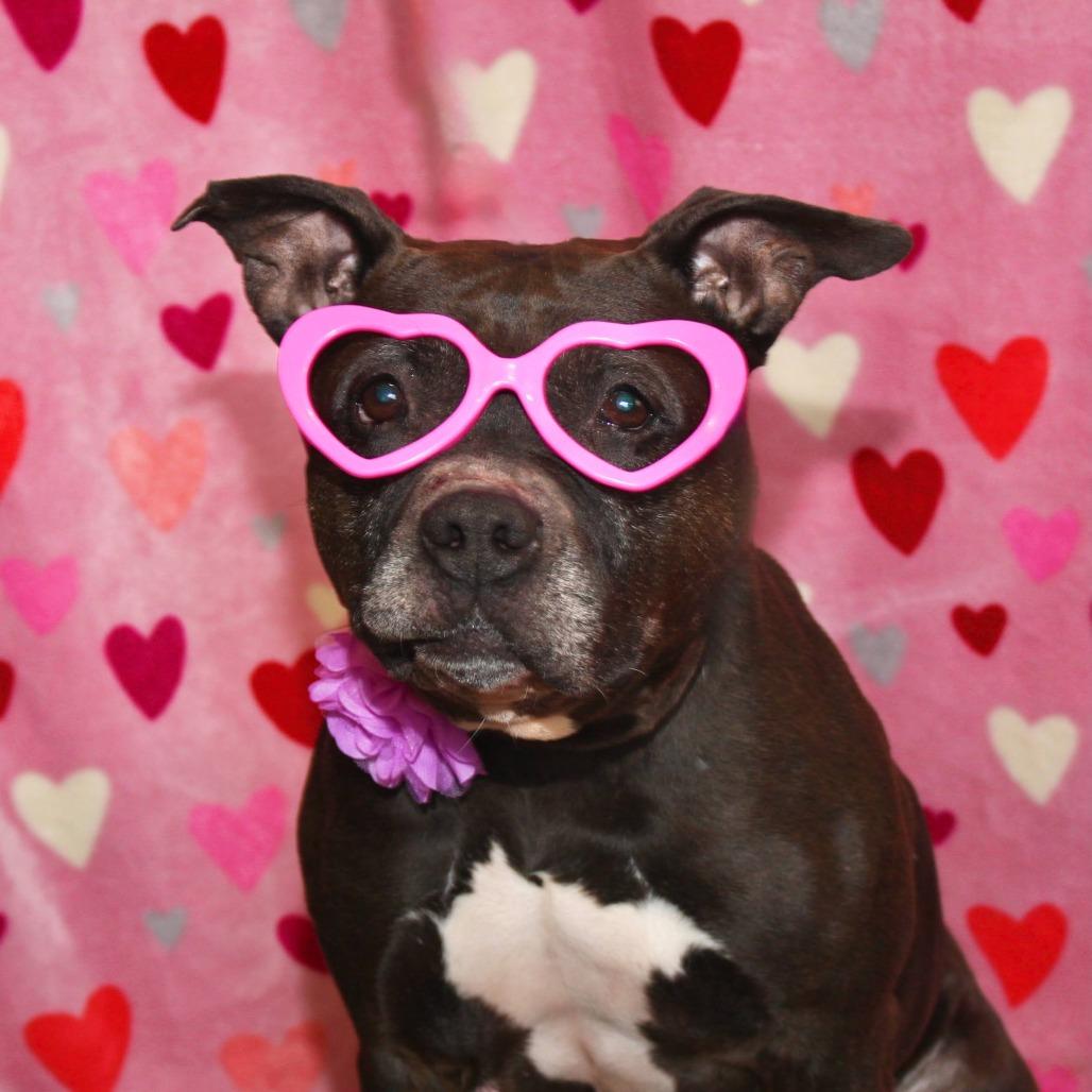 Enlarge Harriet, a Adoptable Mixed Breed in Allentown, PA image 2/3