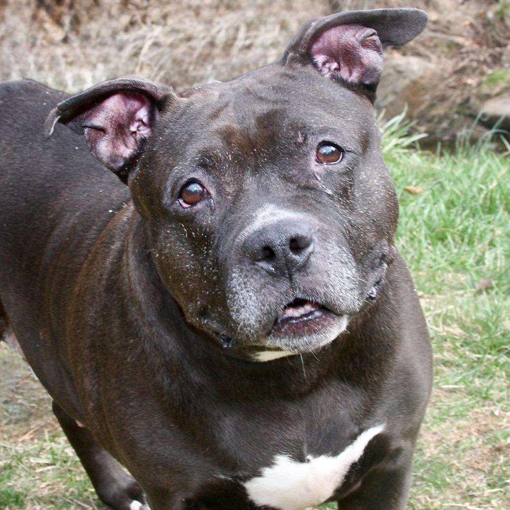 Enlarge Harriet, a Adoptable Mixed Breed in Allentown, PA image 2/2