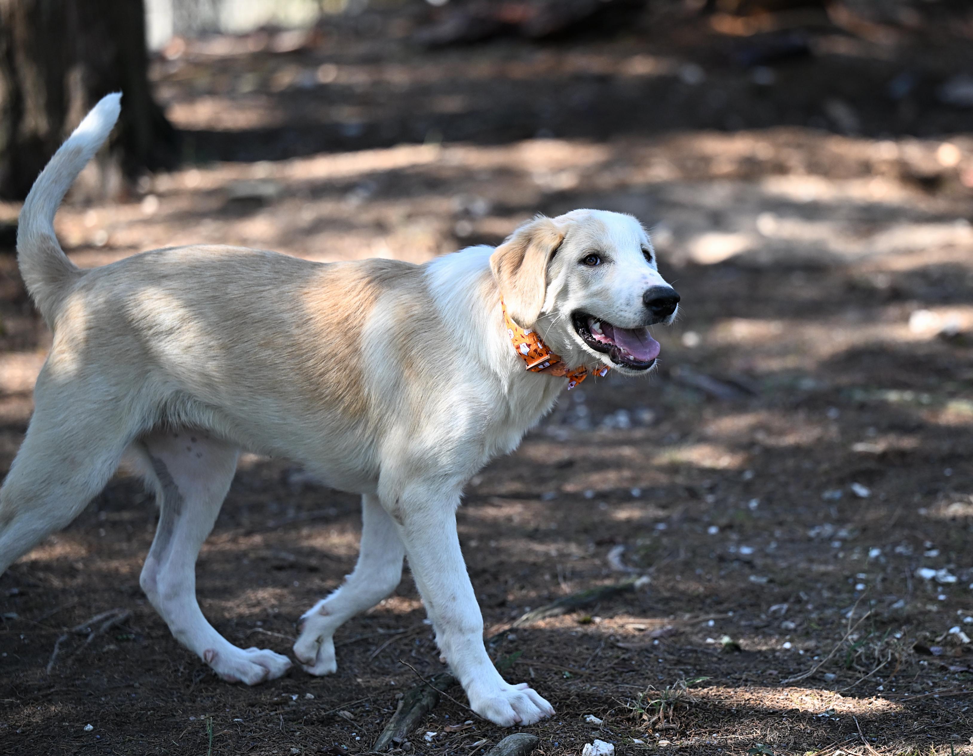 Enlarge Prada, a Adoptable mixed breed in Pittsfield, MA image 5/6