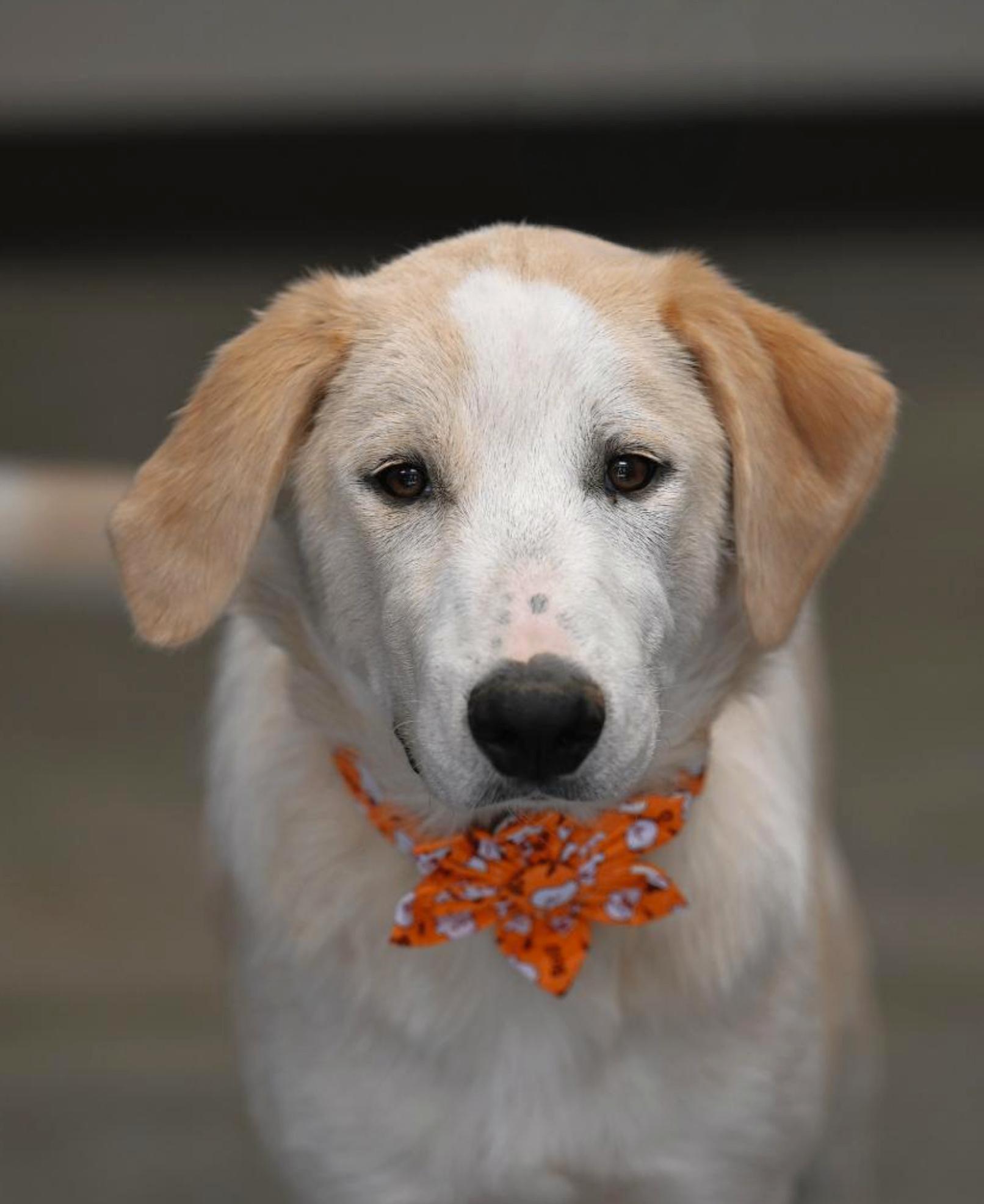 Enlarge Prada, a Adoptable mixed breed in Pittsfield, MA image 6/6
