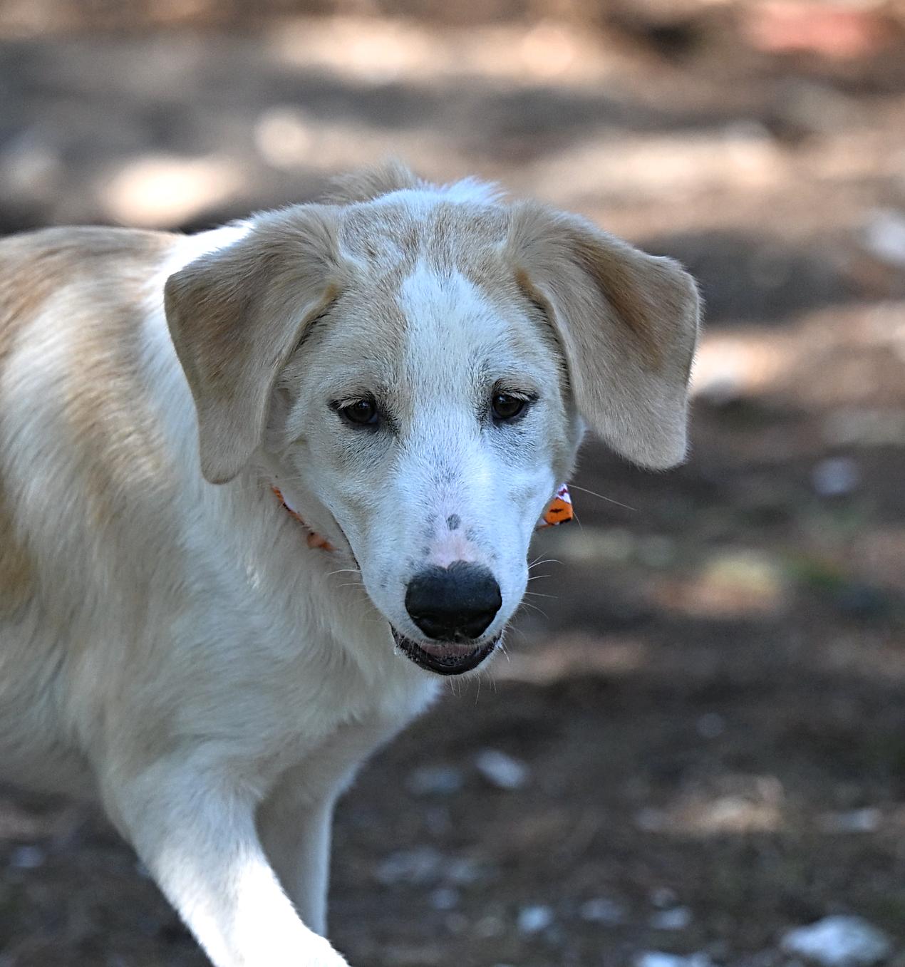 Enlarge Prada, a Adoptable mixed breed in Pittsfield, MA image 2/6