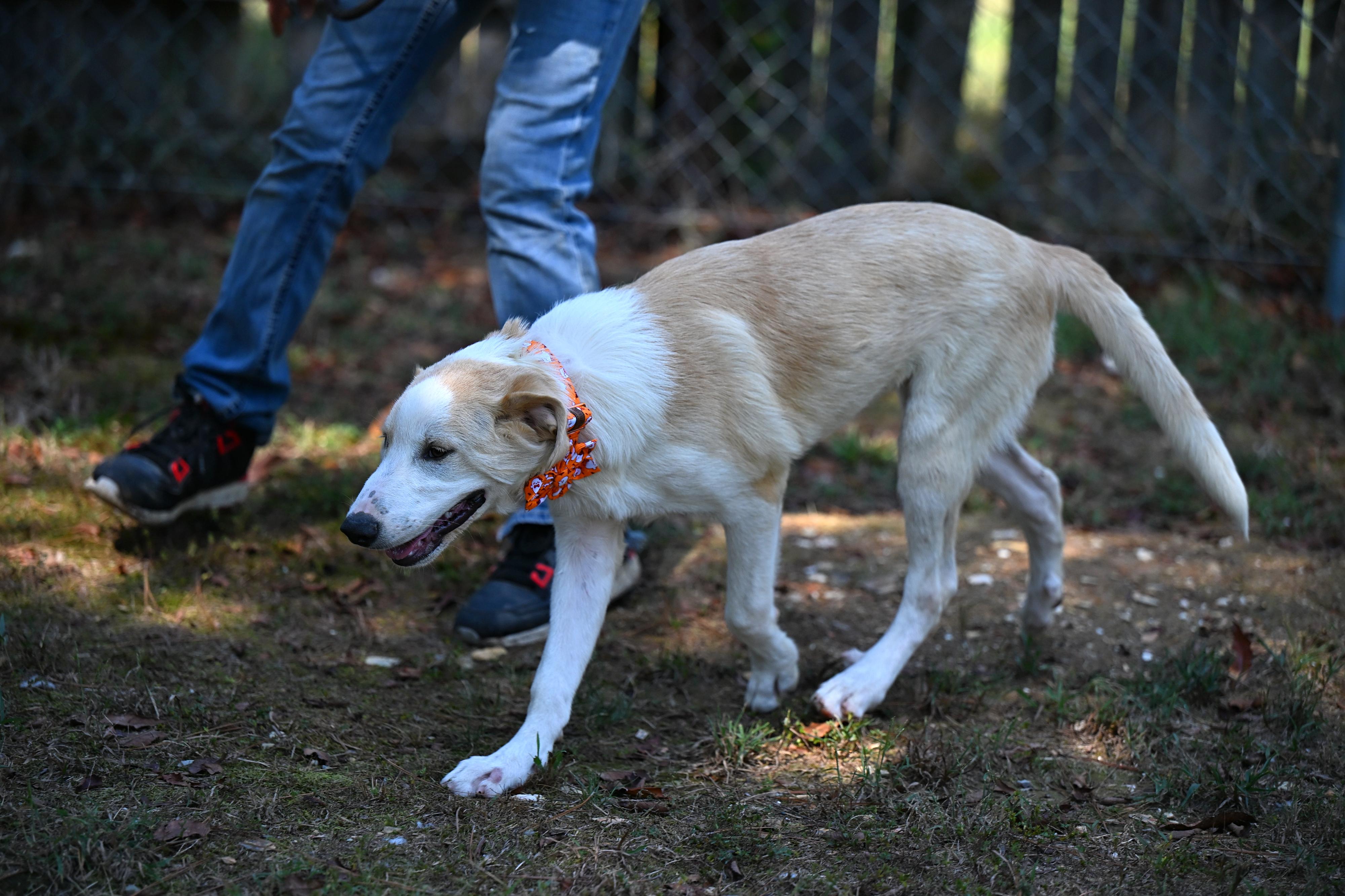 Enlarge Prada, a Adoptable mixed breed in Pittsfield, MA image 4/6