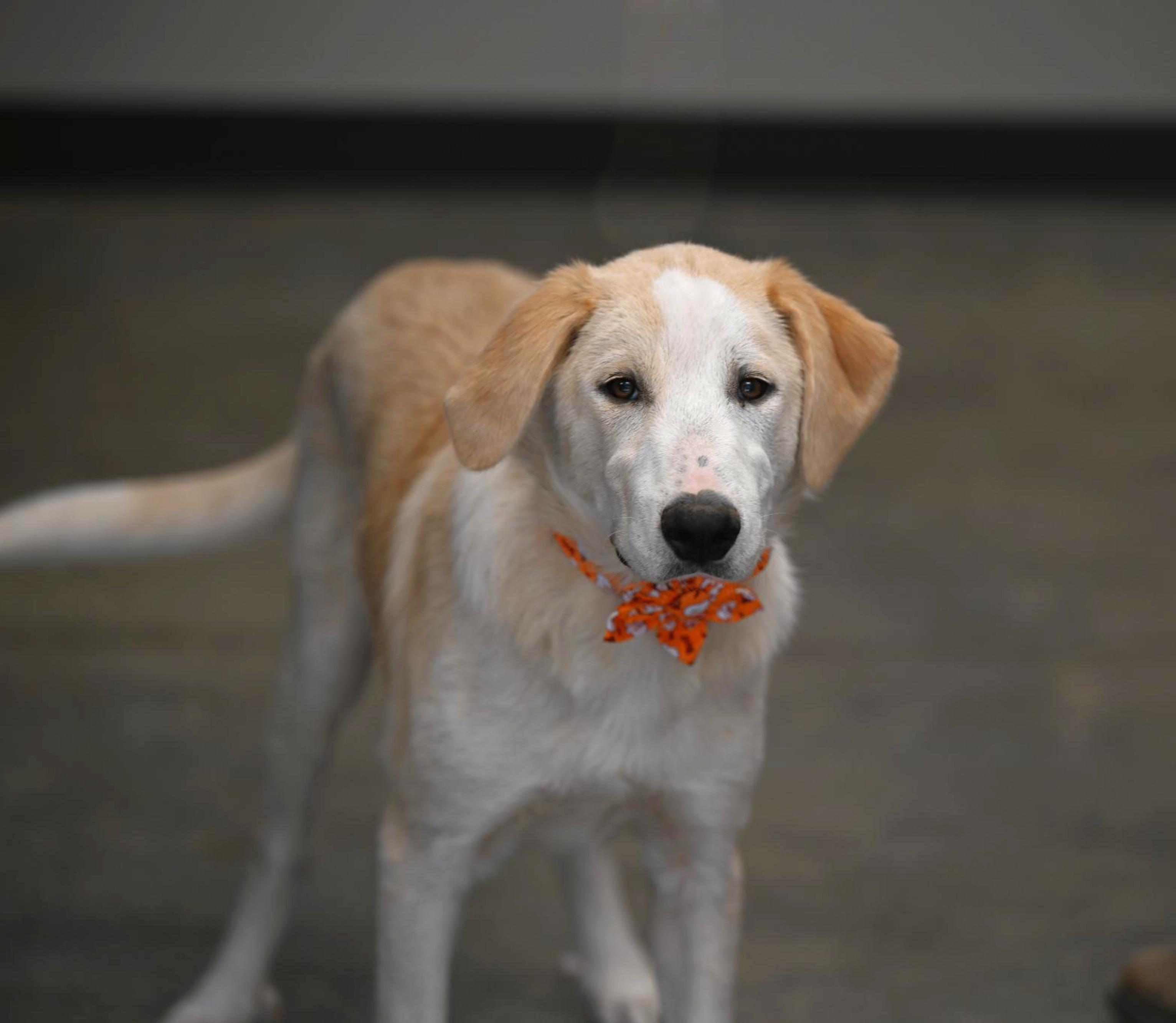 Prada, Adoptable, Puppy Female Great Pyrenees & Australian Shepherd.
