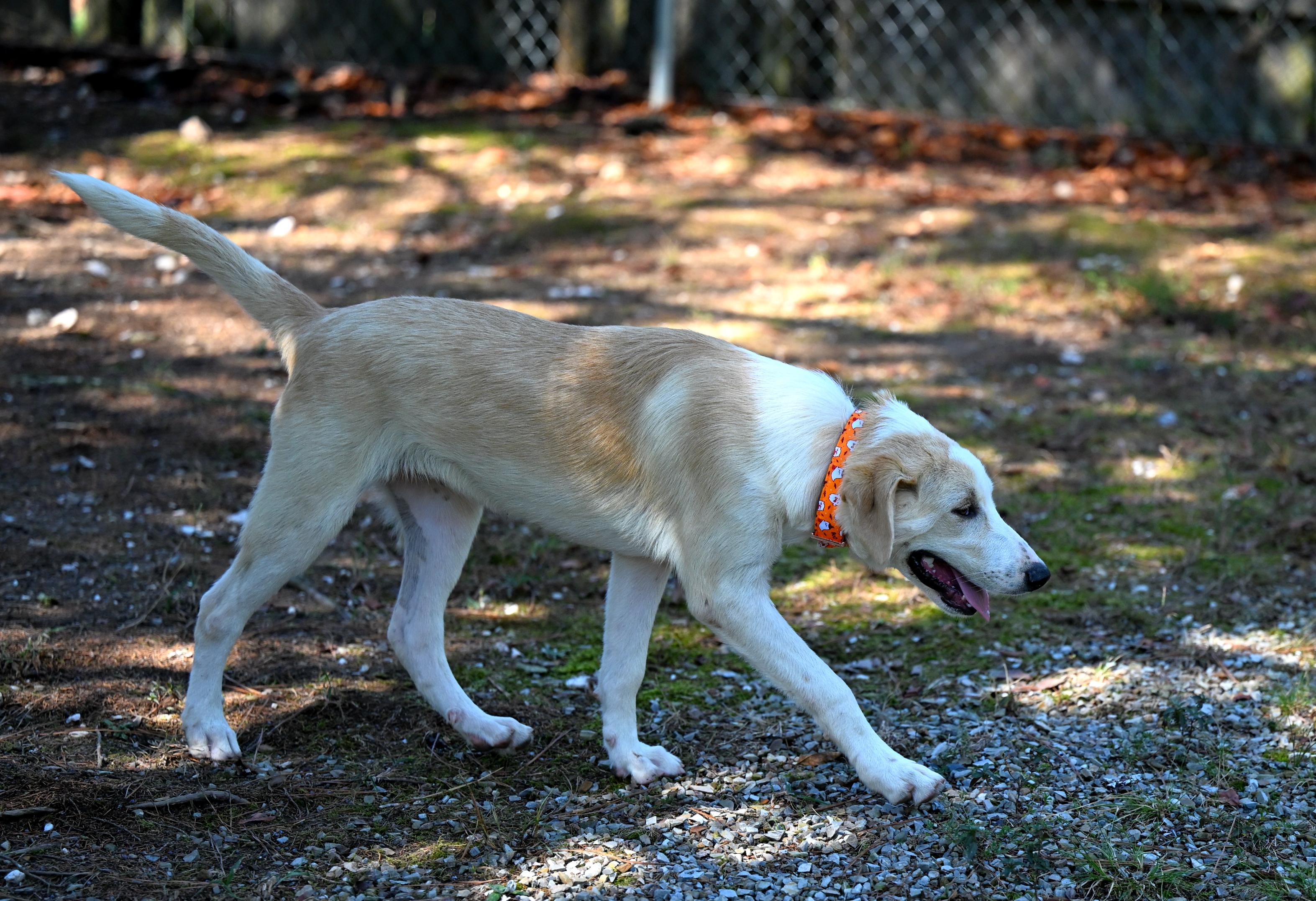 Enlarge Prada, a Adoptable mixed breed in Pittsfield, MA image 3/6