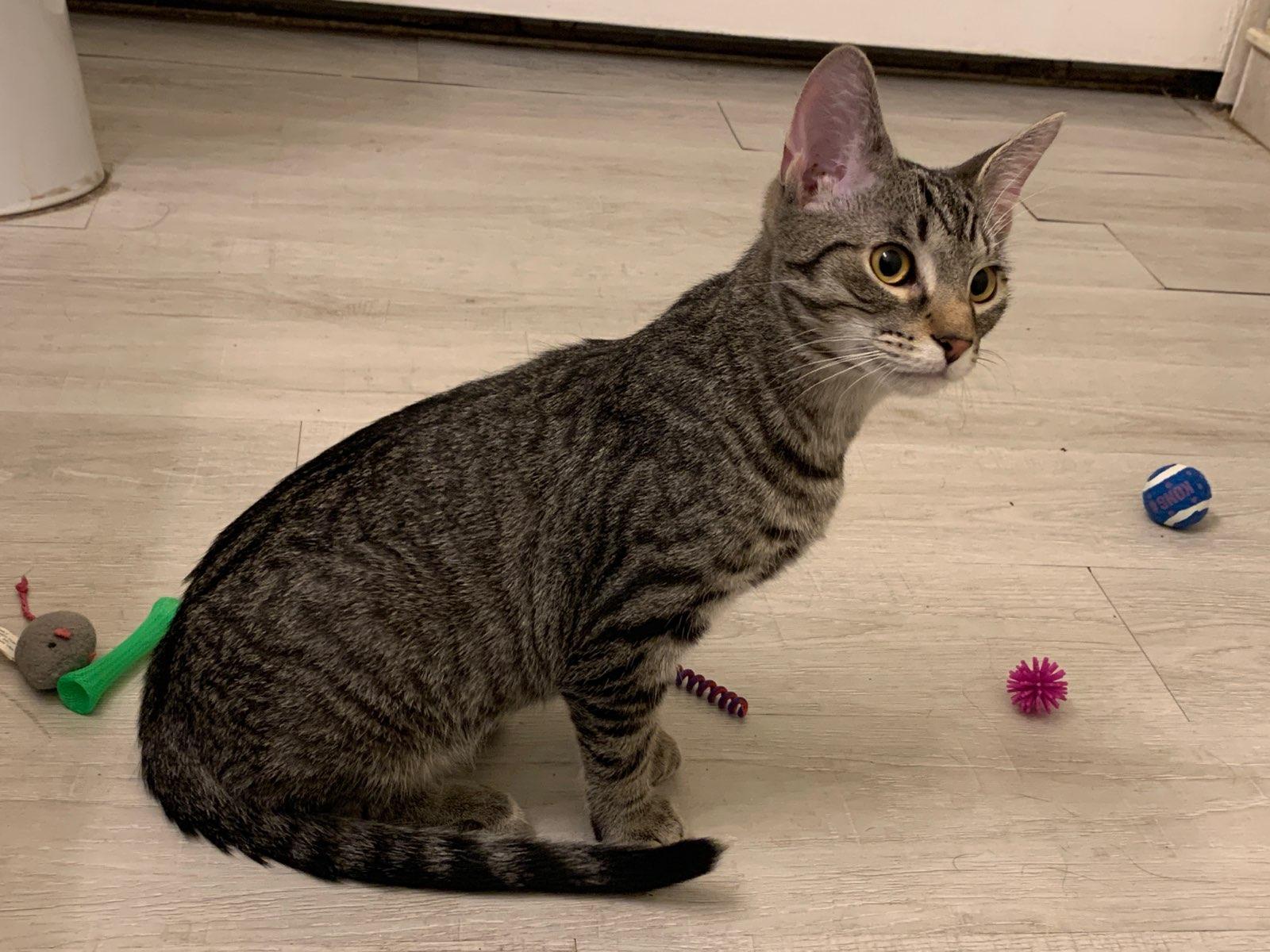 Enlarge Max (Bonded with Lily), a ADOPTABLE Domestic Short Hair in Chicago Ridge, IL image 1/3