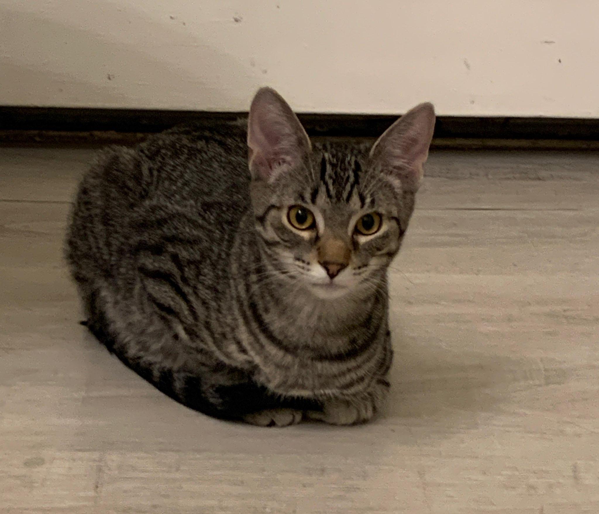 Enlarge Max (Bonded with Lily), a ADOPTABLE Domestic Short Hair in Chicago Ridge, IL image 2/3