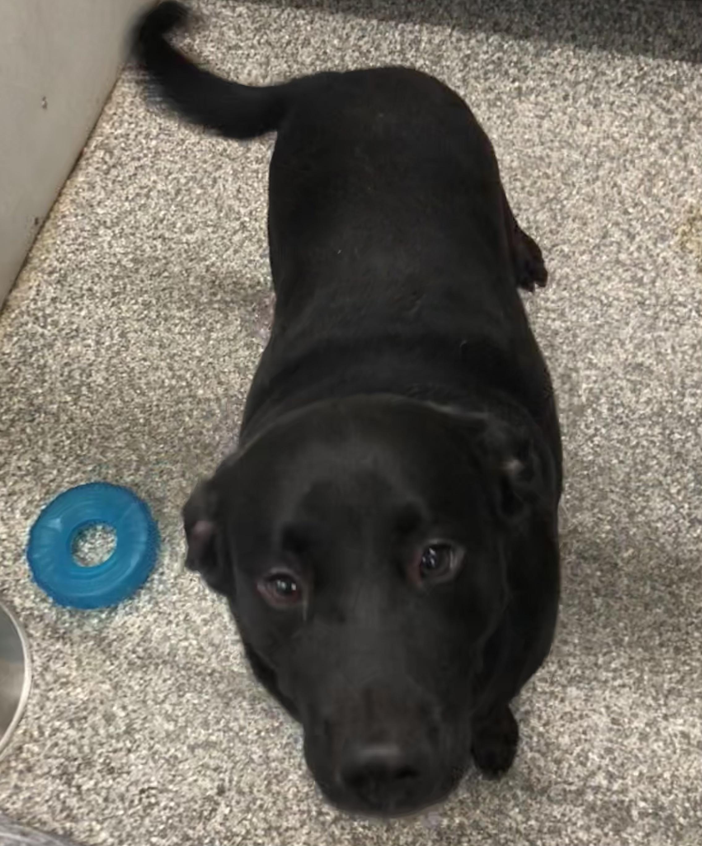 Enlarge Tucker, a ADOPTABLE mixed breed in Parma, OH image 2/2