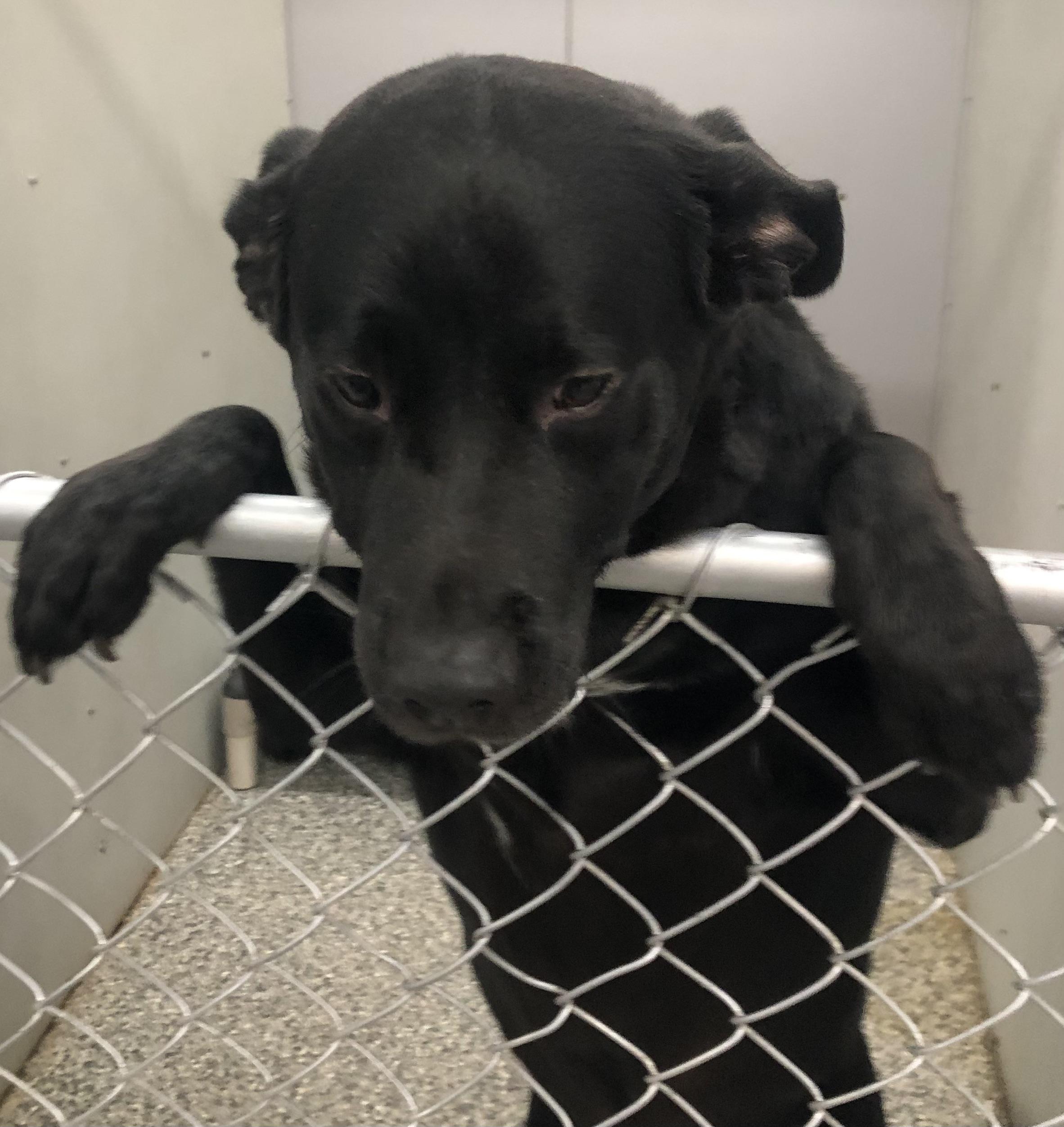 Tucker, ADOPTABLE, Adult Male Labrador Retriever.
