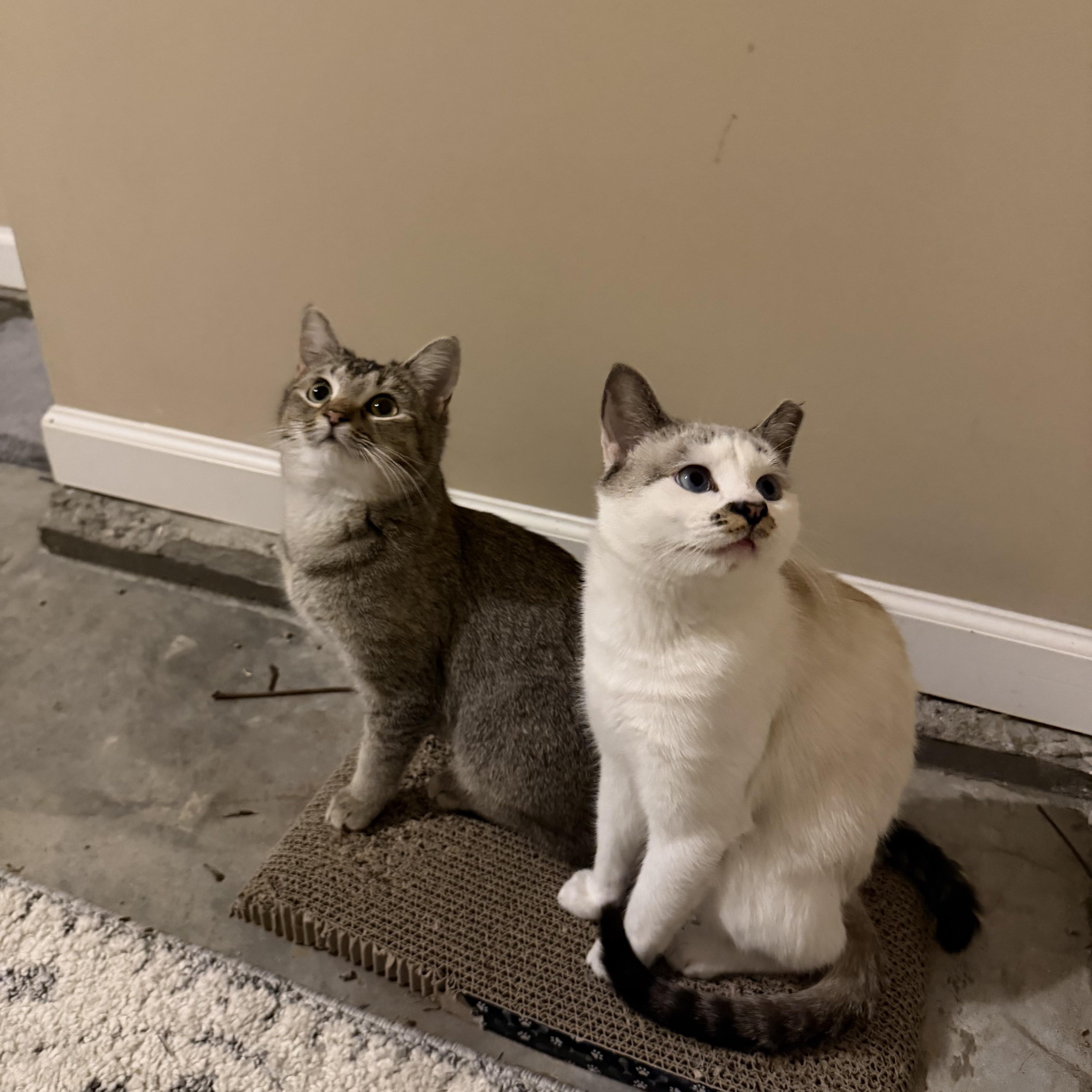 Goldie&Olaf, ADOPTABLE, Young Female Domestic Short Hair.